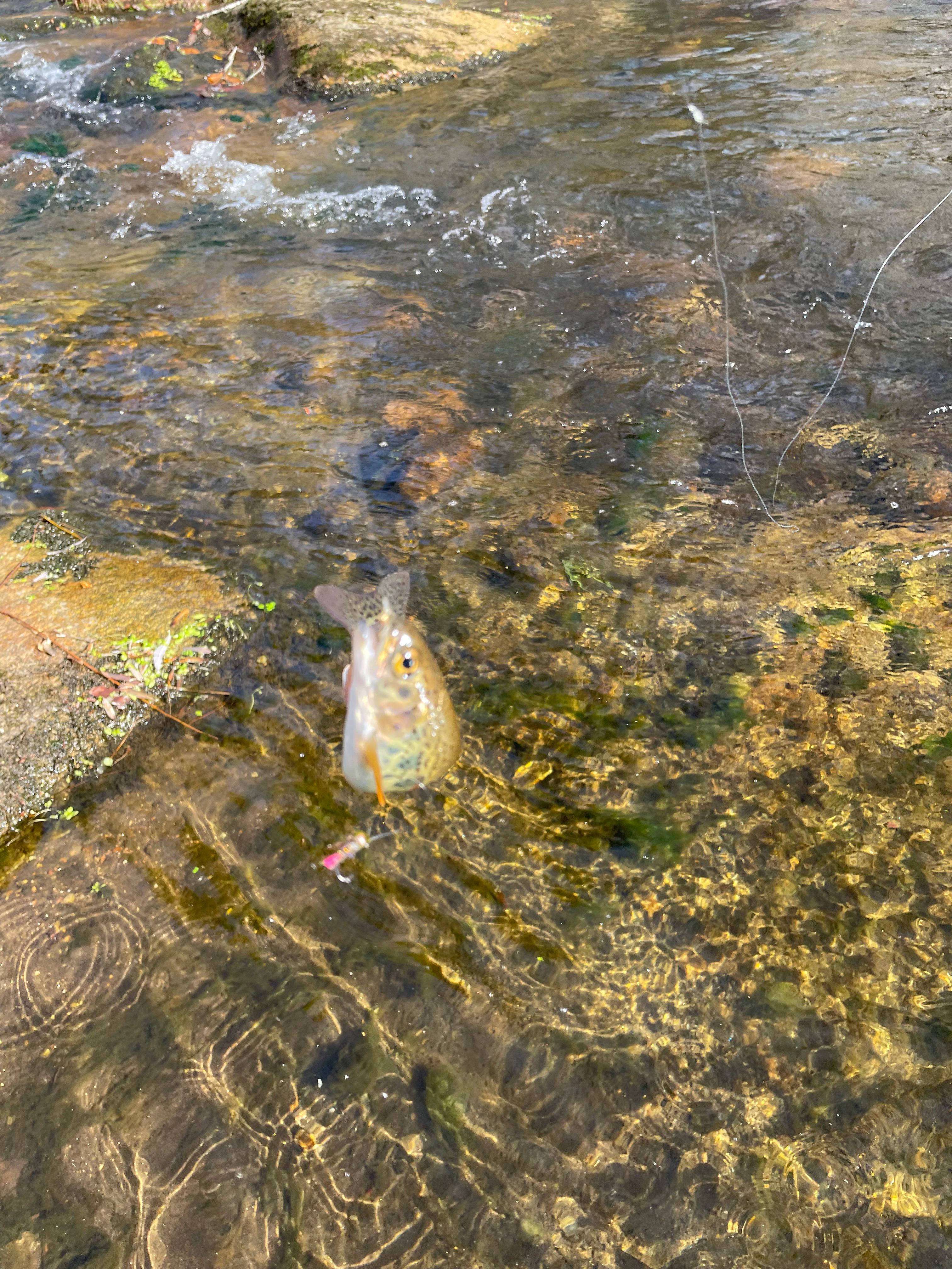 Wild one! So pretty, wish the pic was better 