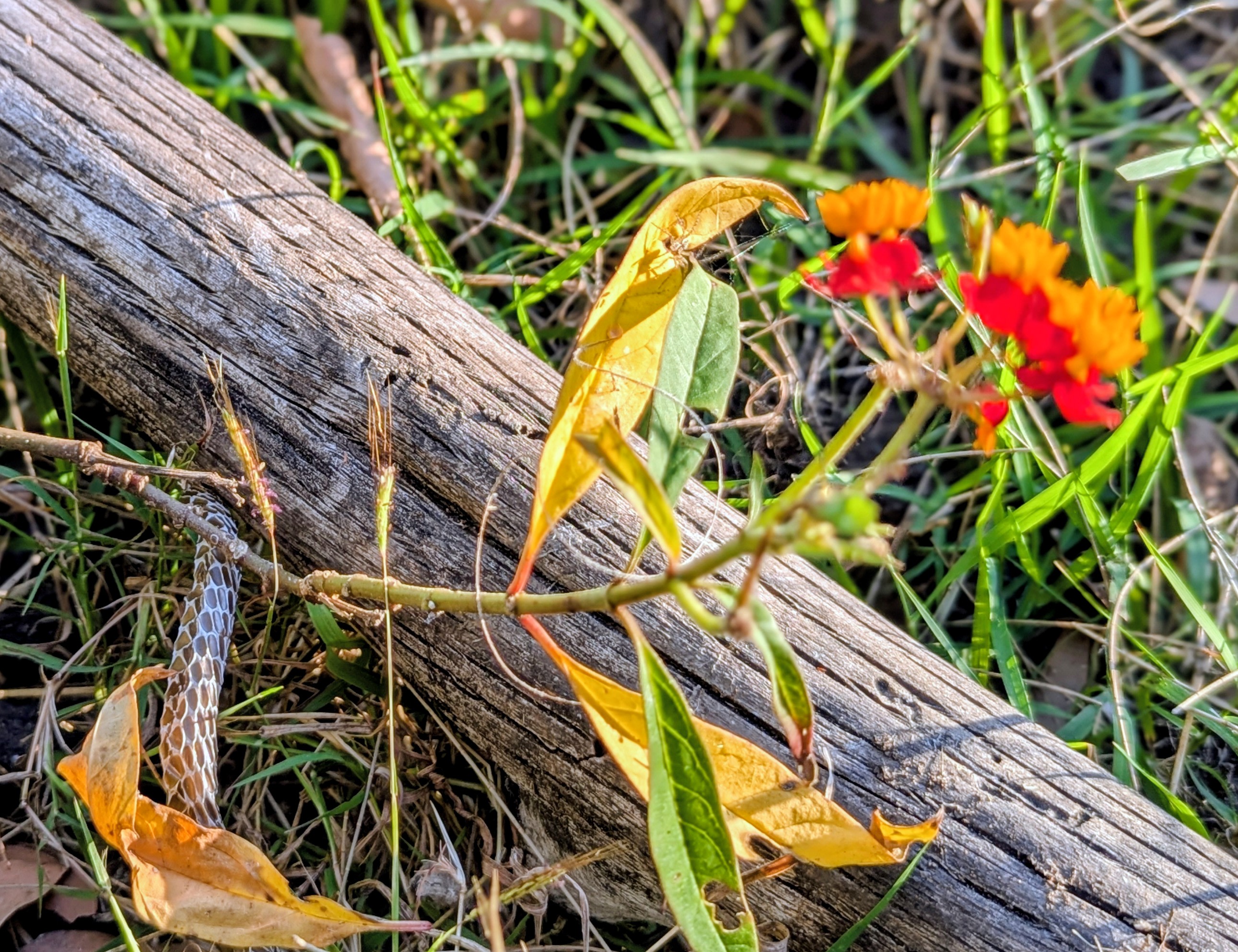 Jorassic Park (Clothing optional)