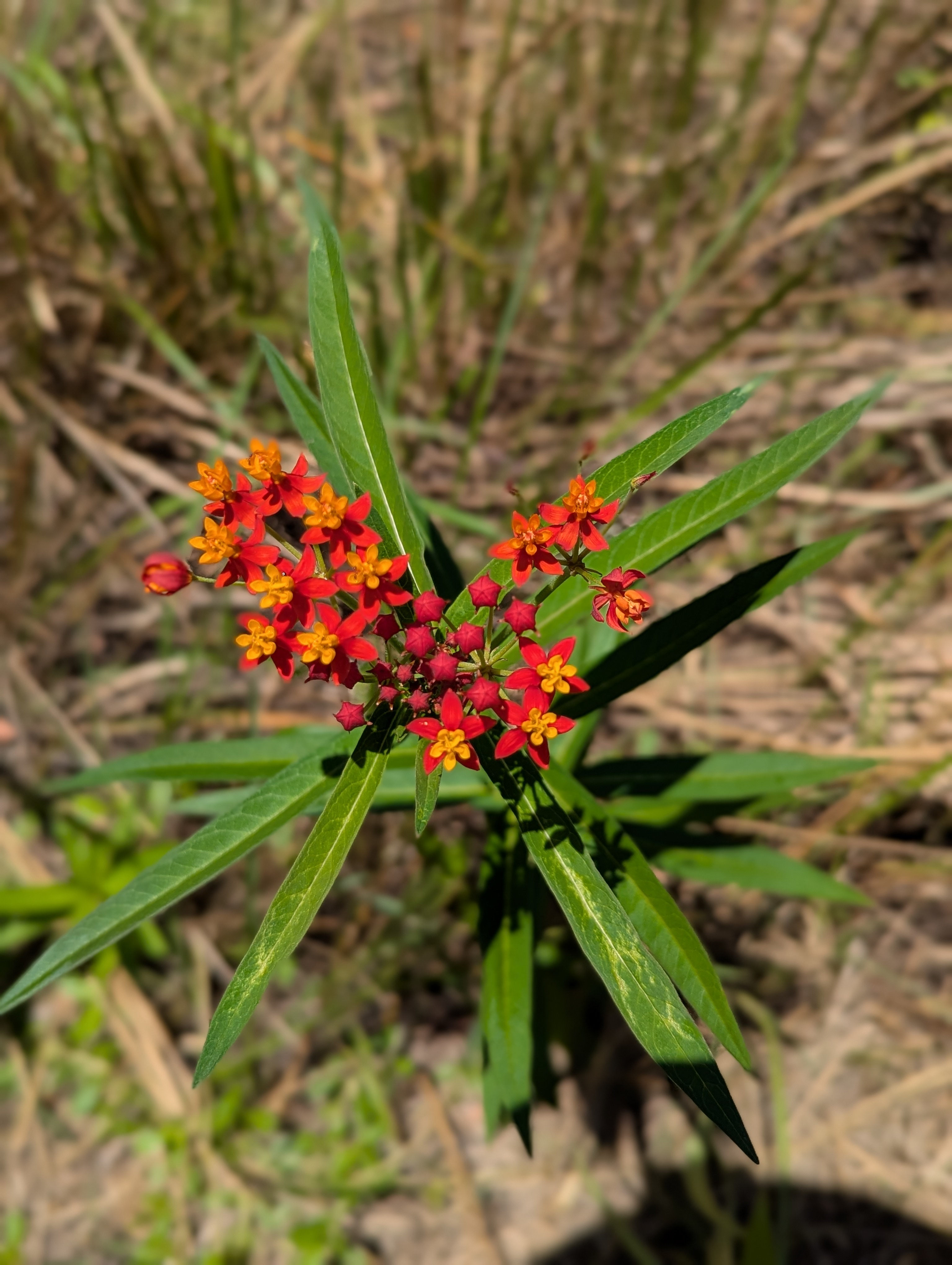 Jorassic Park (Clothing optional)