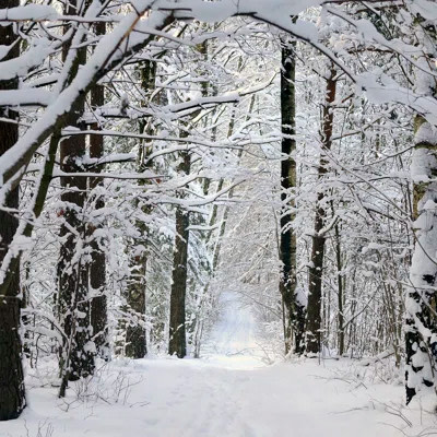 Glamping In The Woods