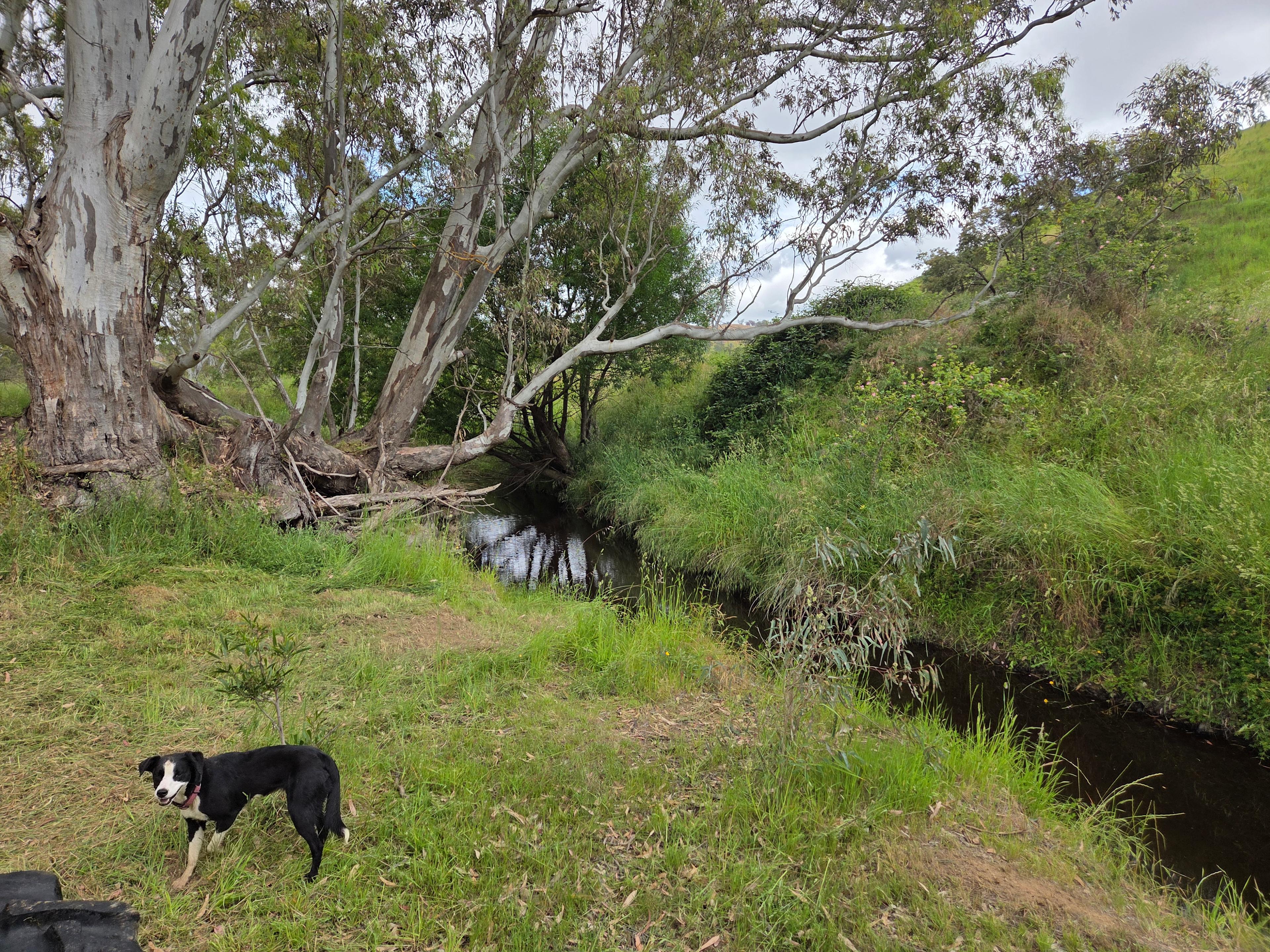 Stoney Creek Sanctuary