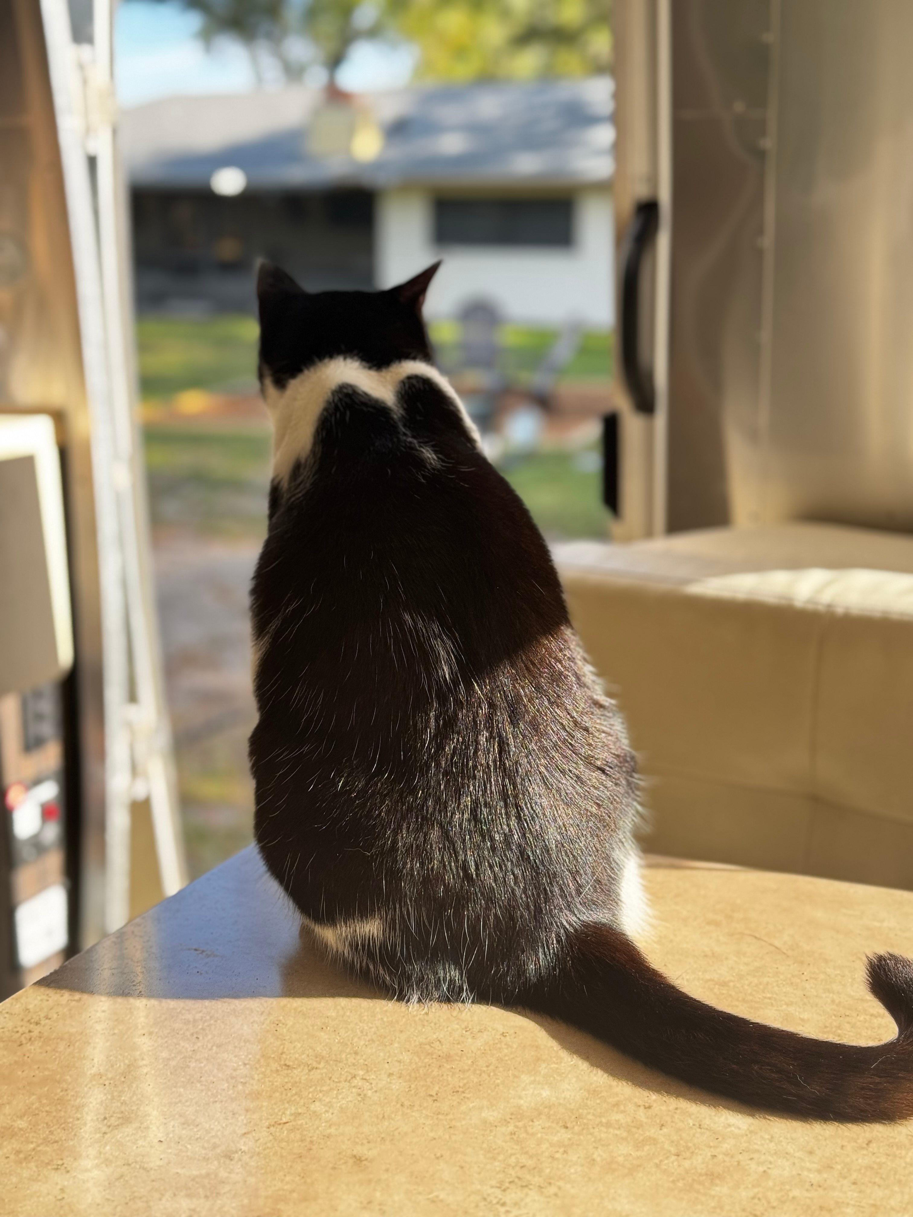 Very safe and pet friendly