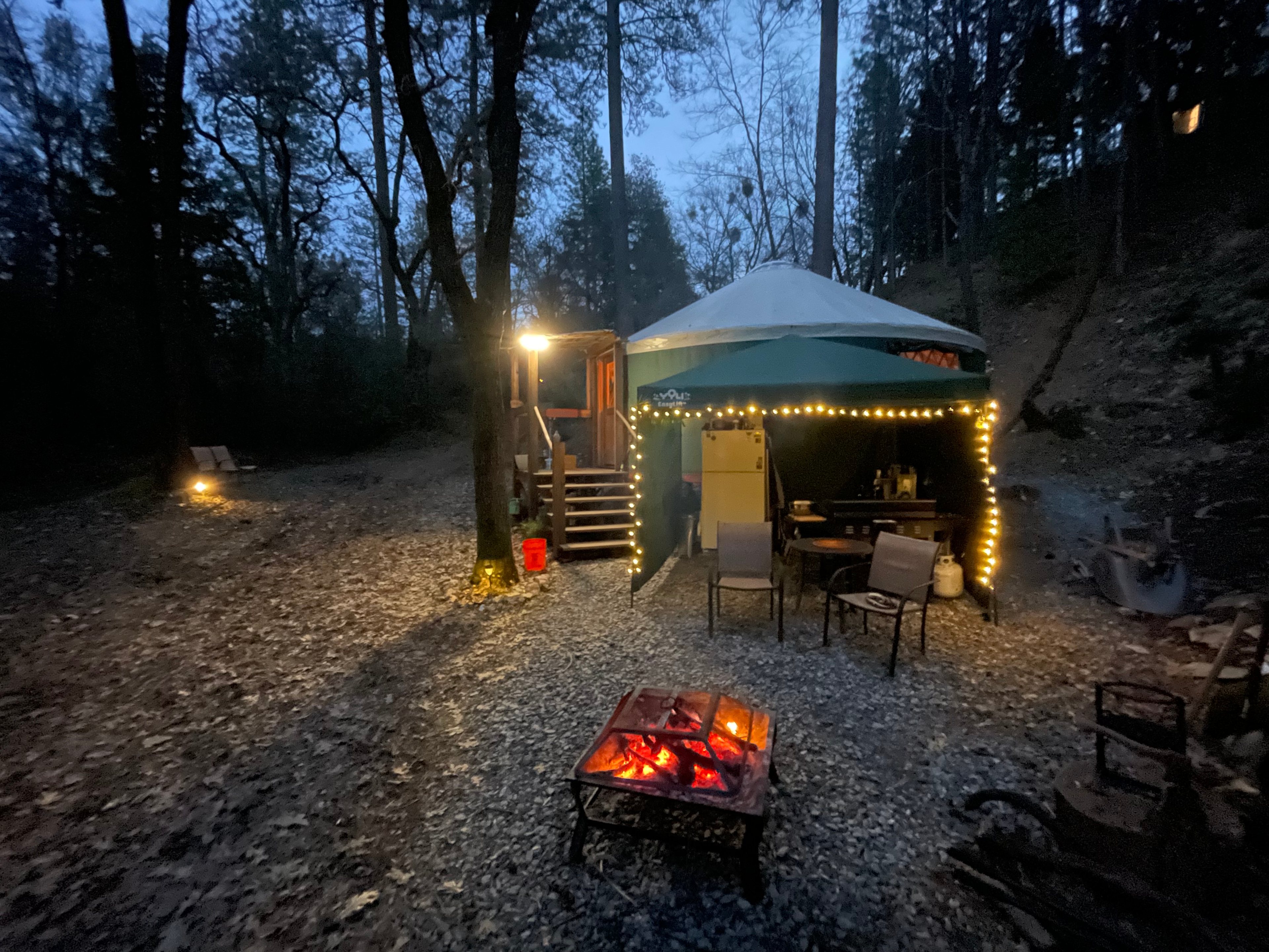 The Black Oak Forest