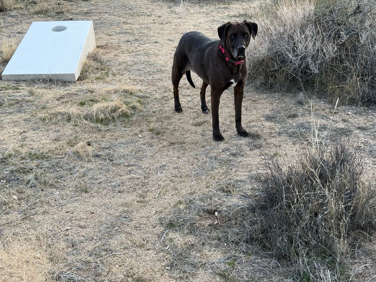 The Desert Ambassador Camp