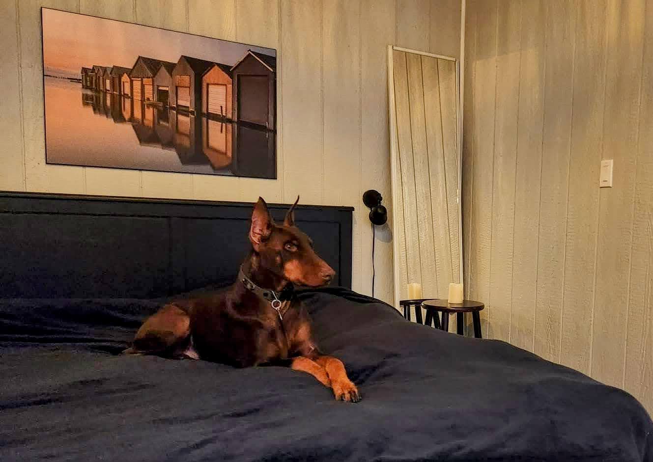 "Marcus", one of our recent celebrity guests! We supply a washable pet blanket for everyone's comfort. =)