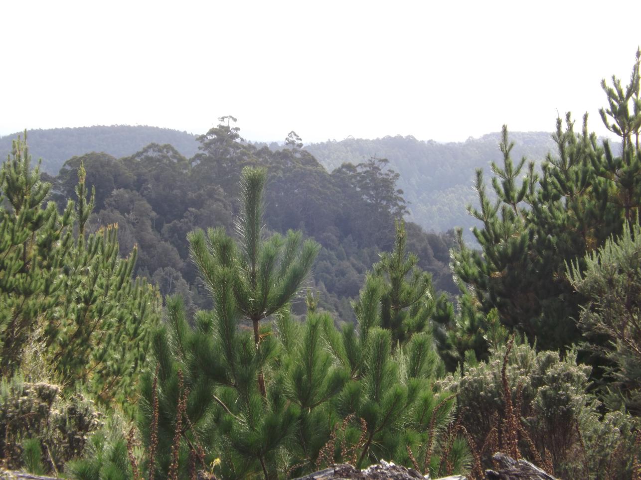 Good Heart Homestead