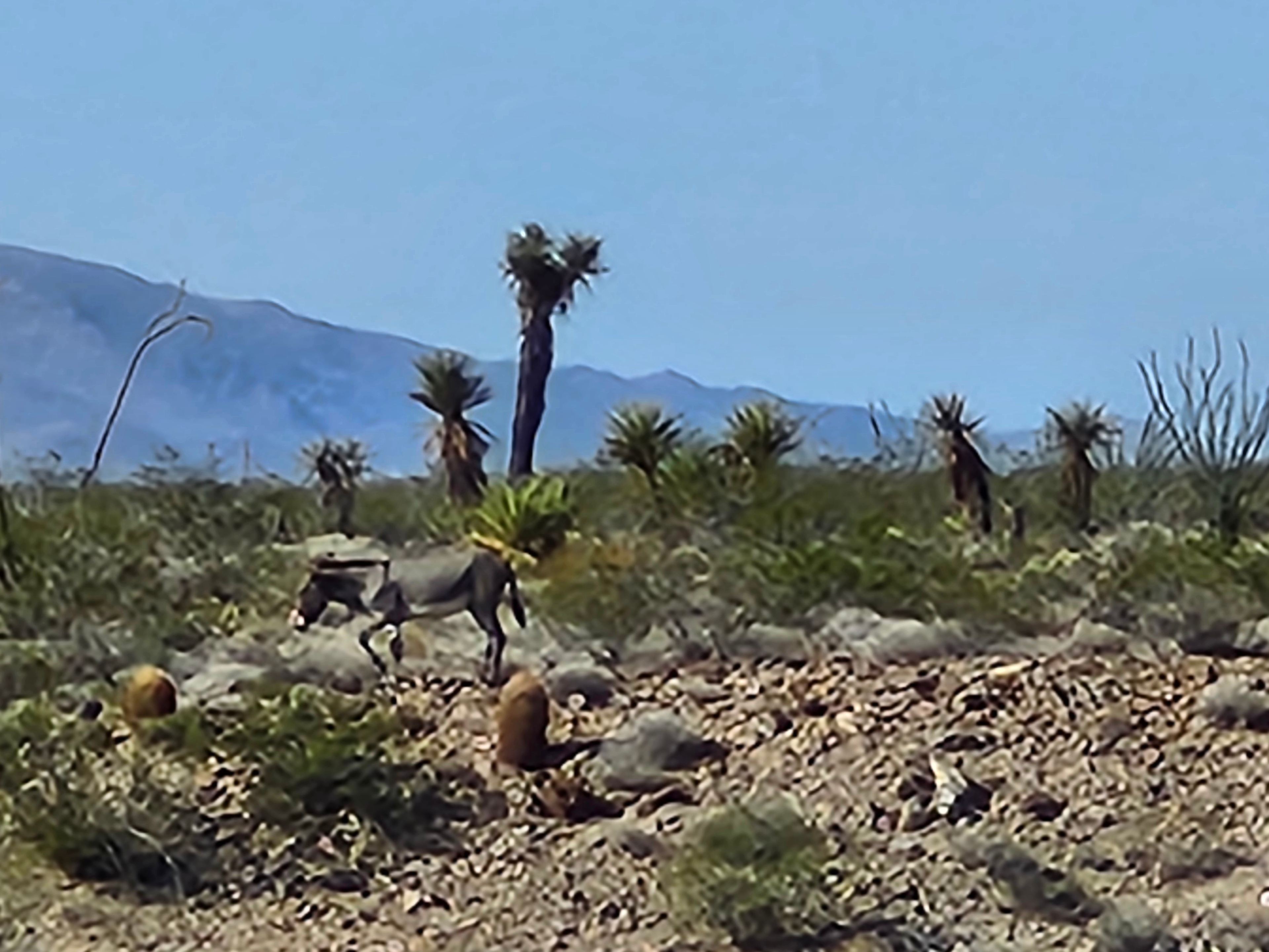 Golden Valley Off-Grid Paradise