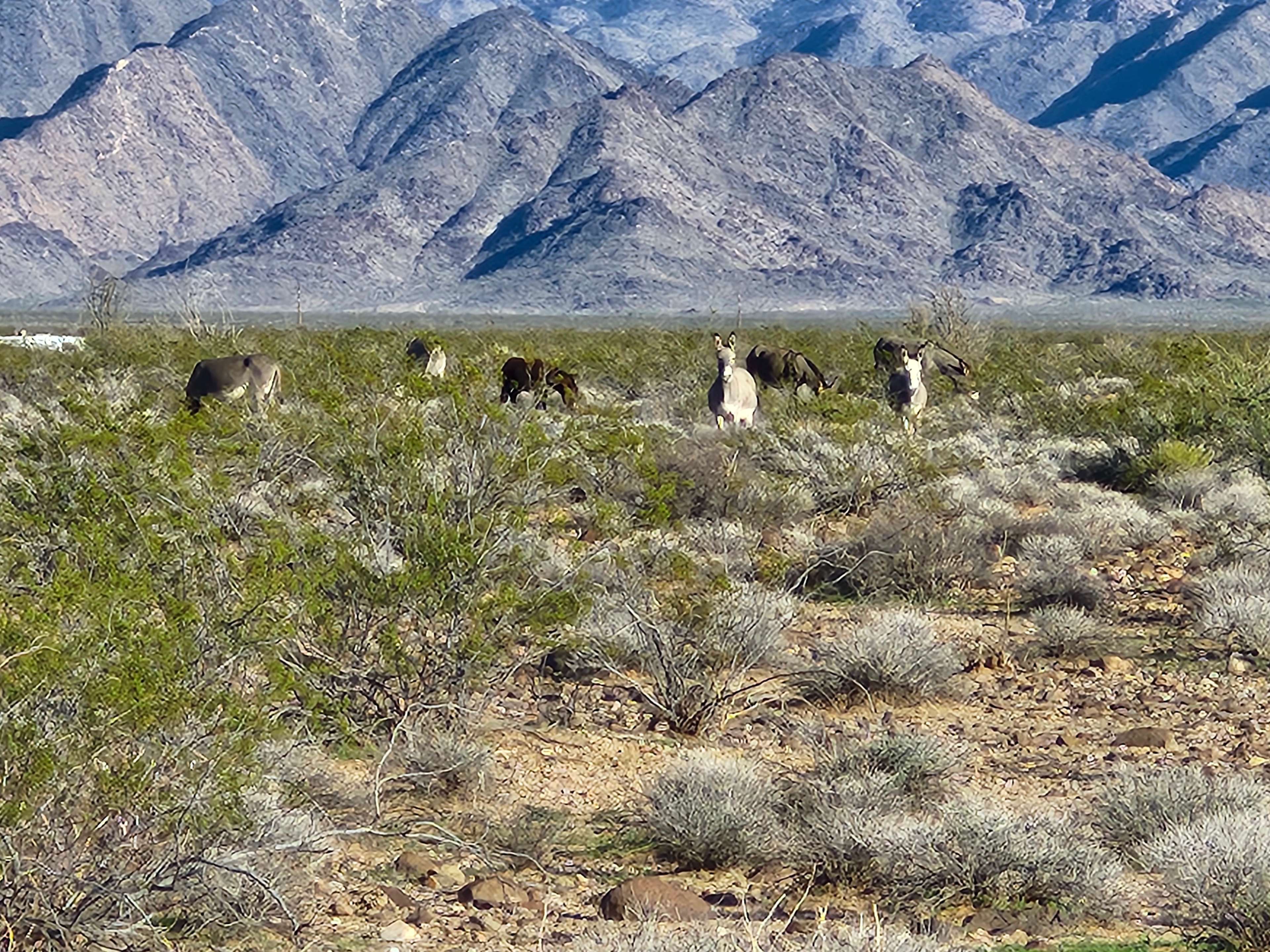 Golden Valley Off-Grid Paradise