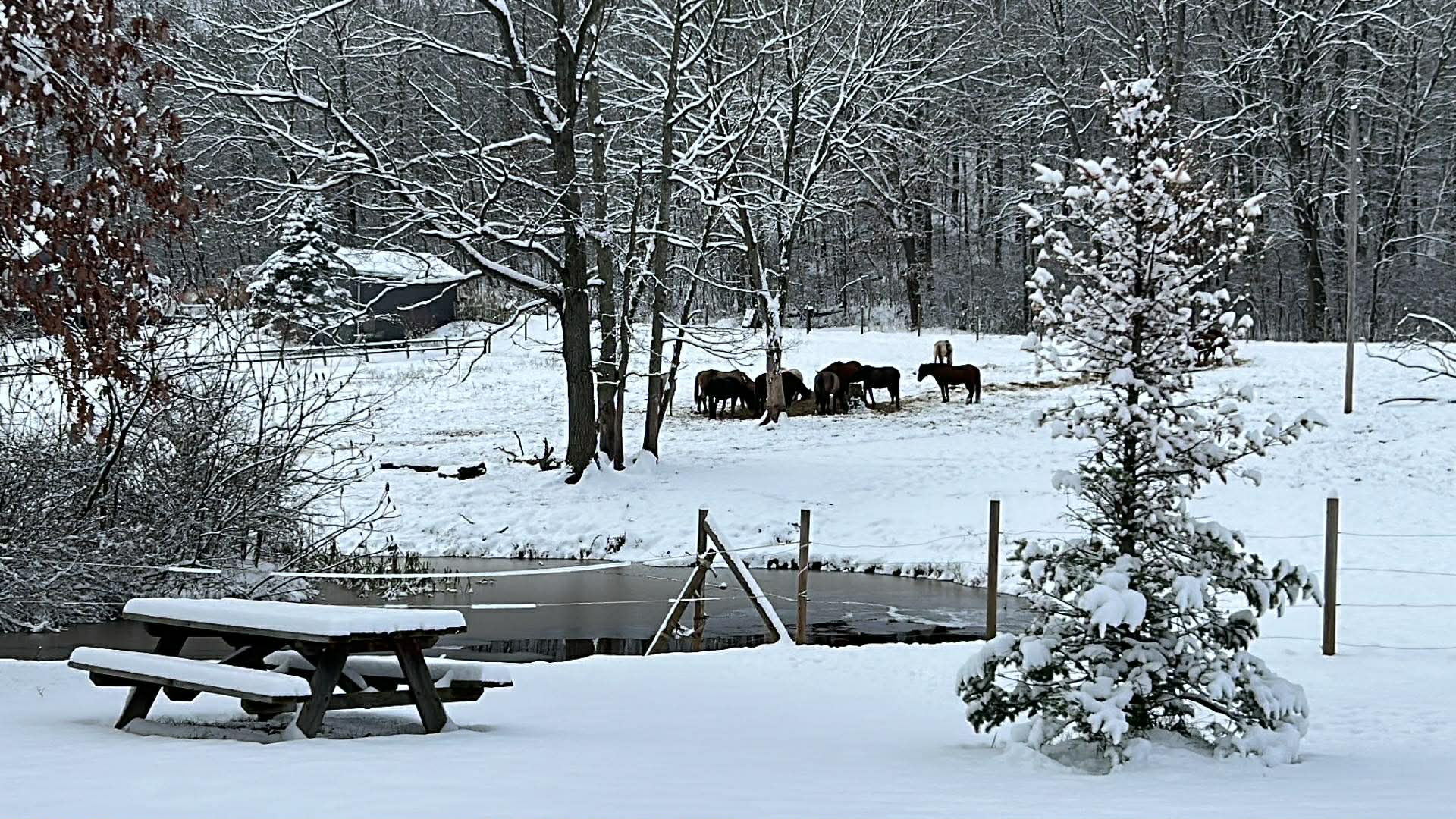 DLR Mustang Ranch