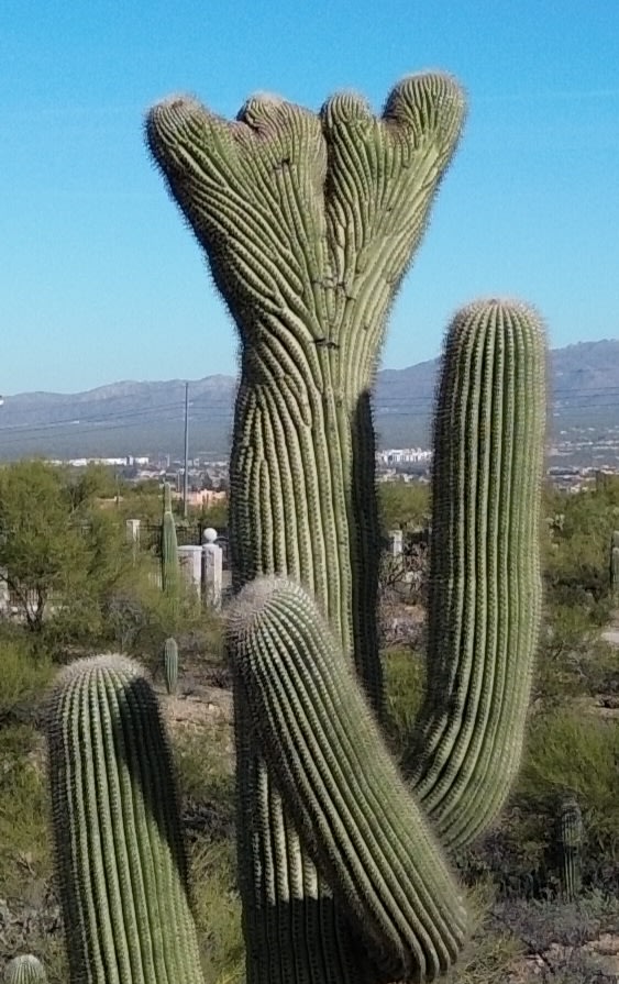 Crested Saguaro Desert Ranchita