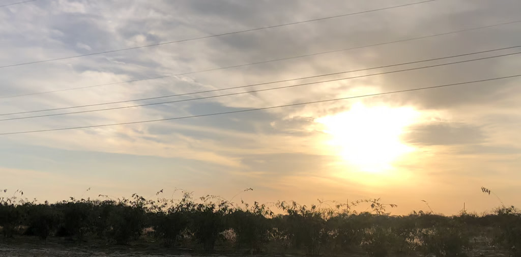 Joy Bamboo Forest Farm