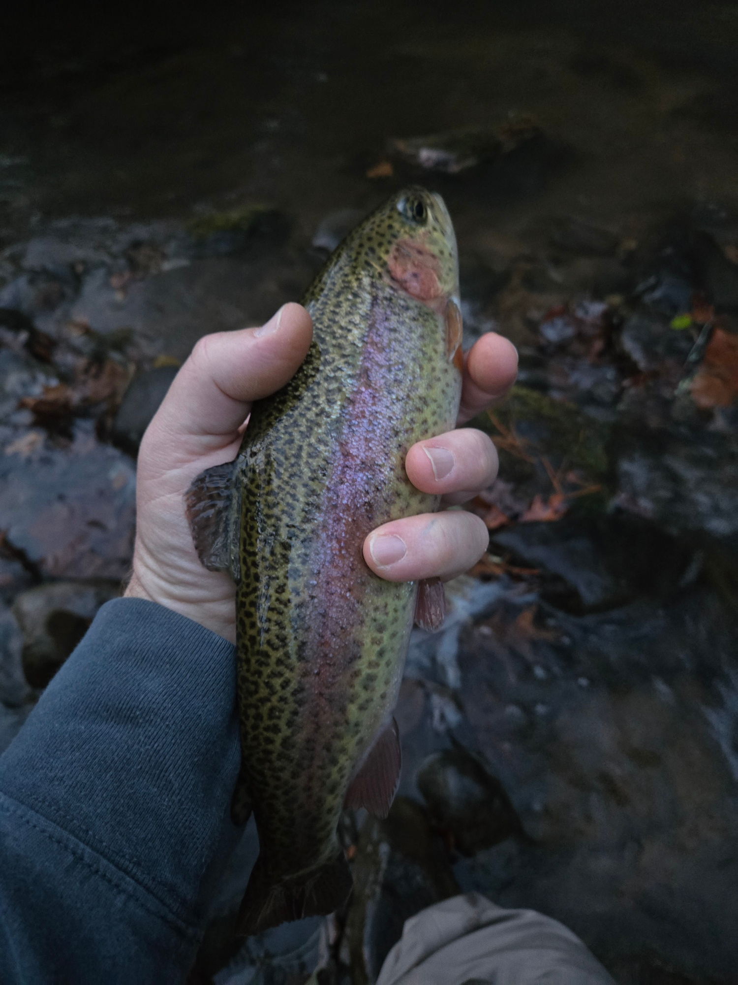 Stoney Creek Campground