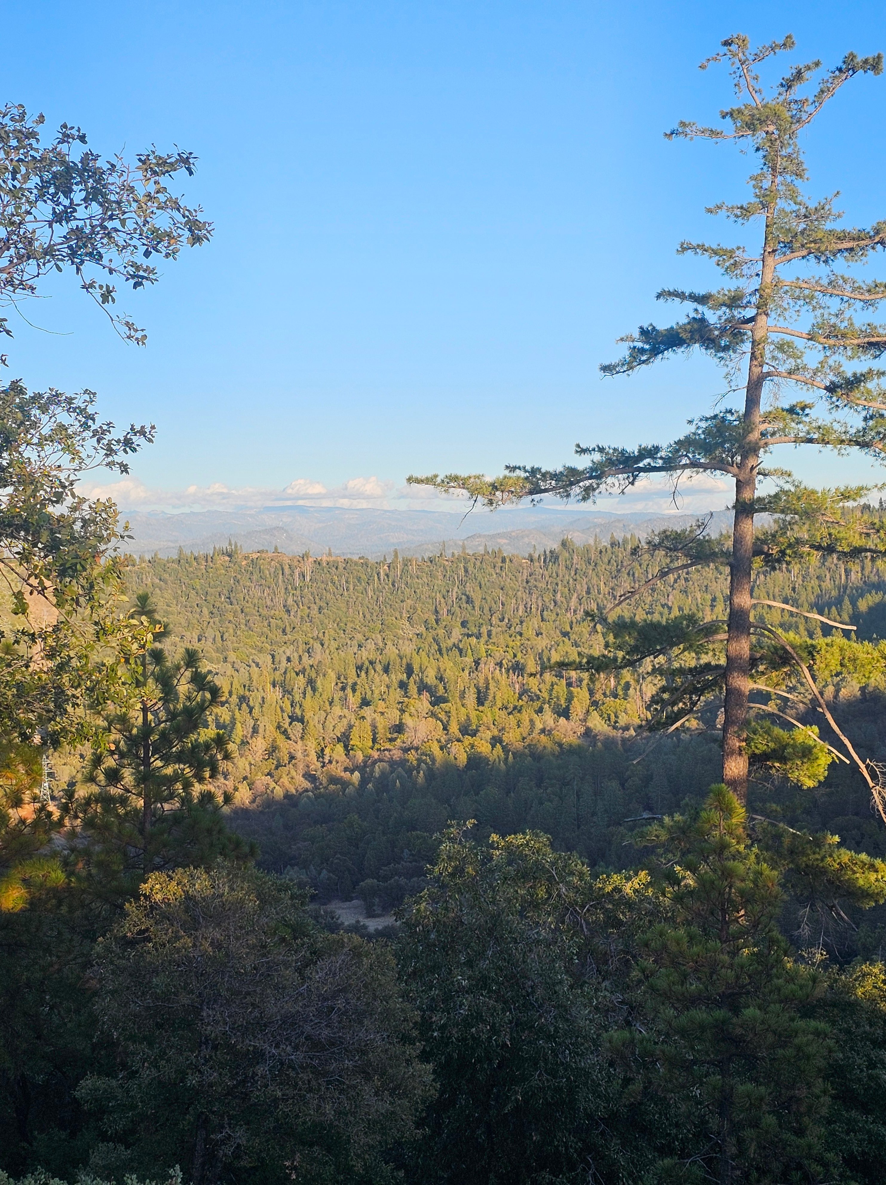 TimberCamp