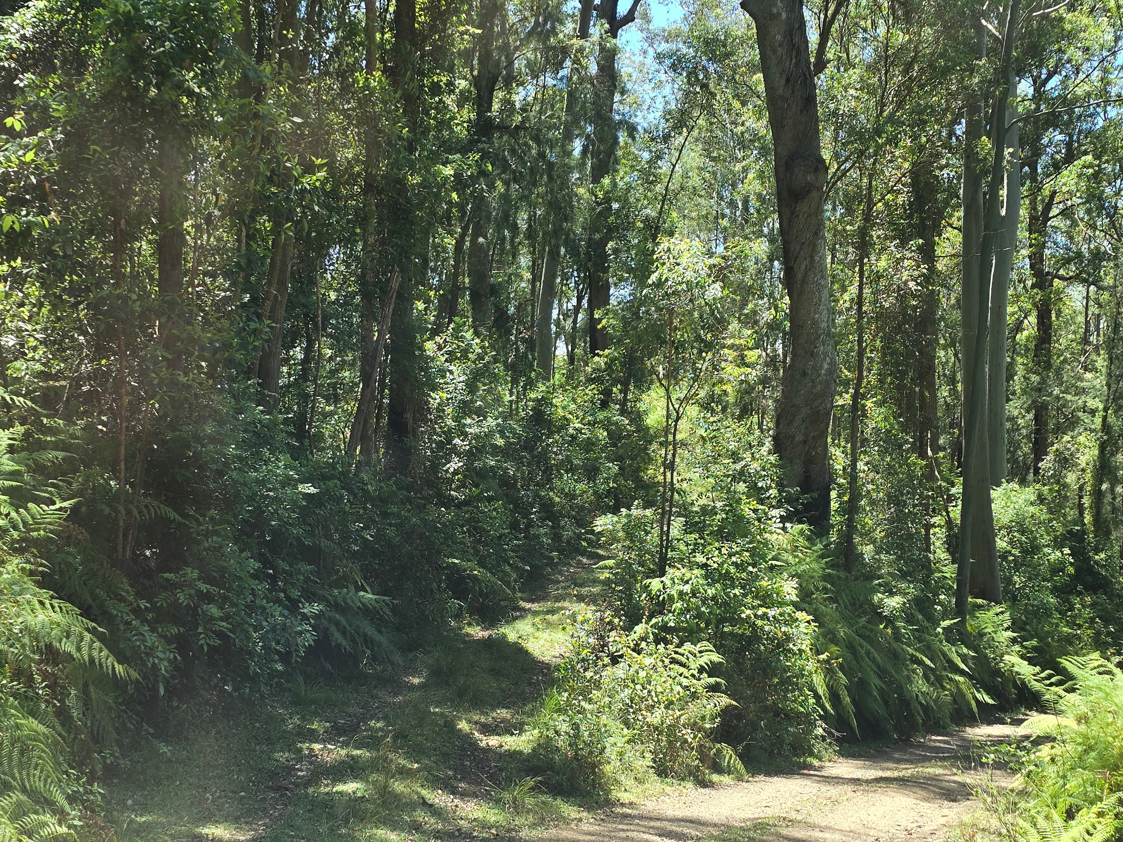 Off-Grid Camping in the Forest