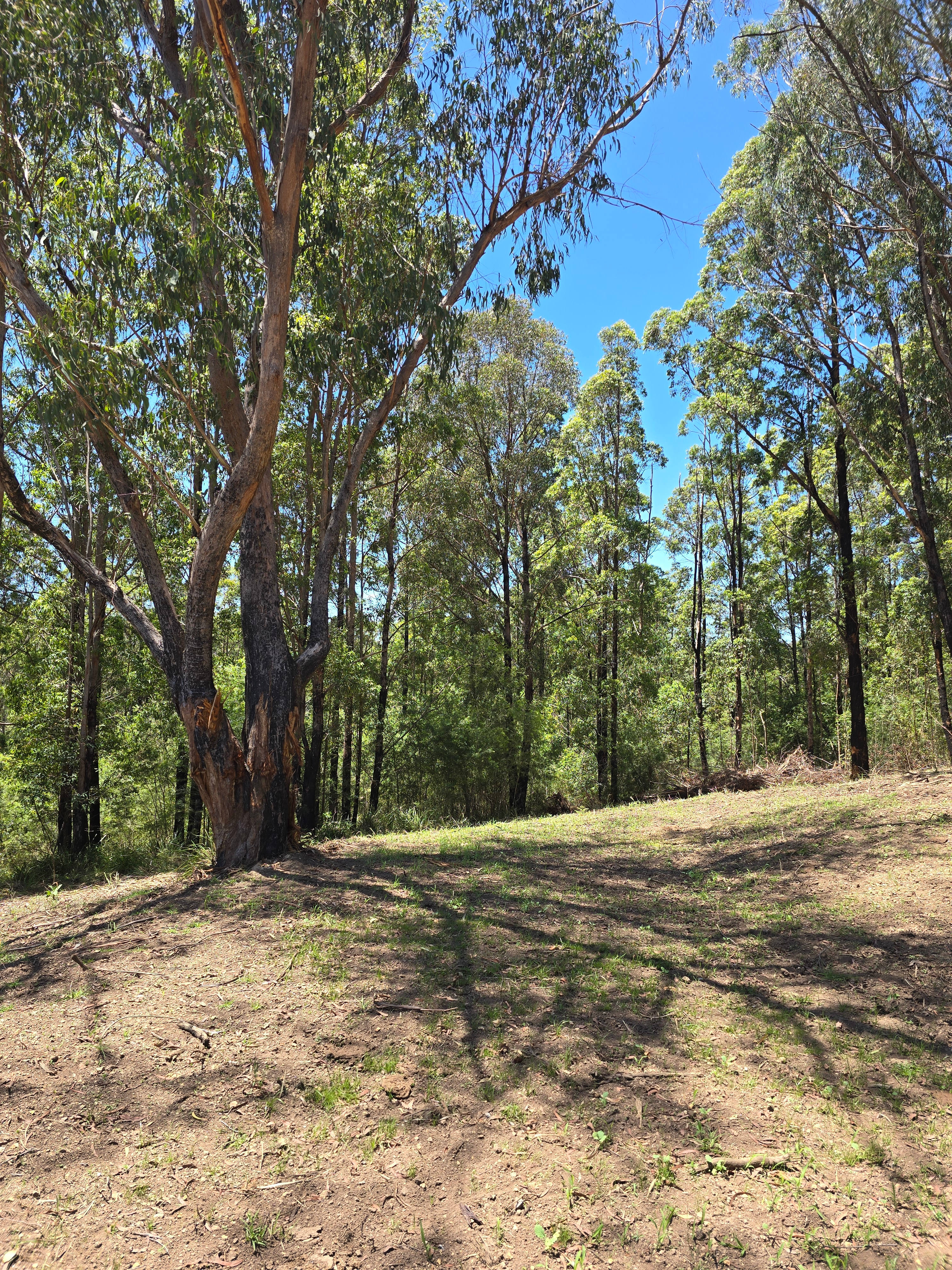Off-Grid Camping in the Forest