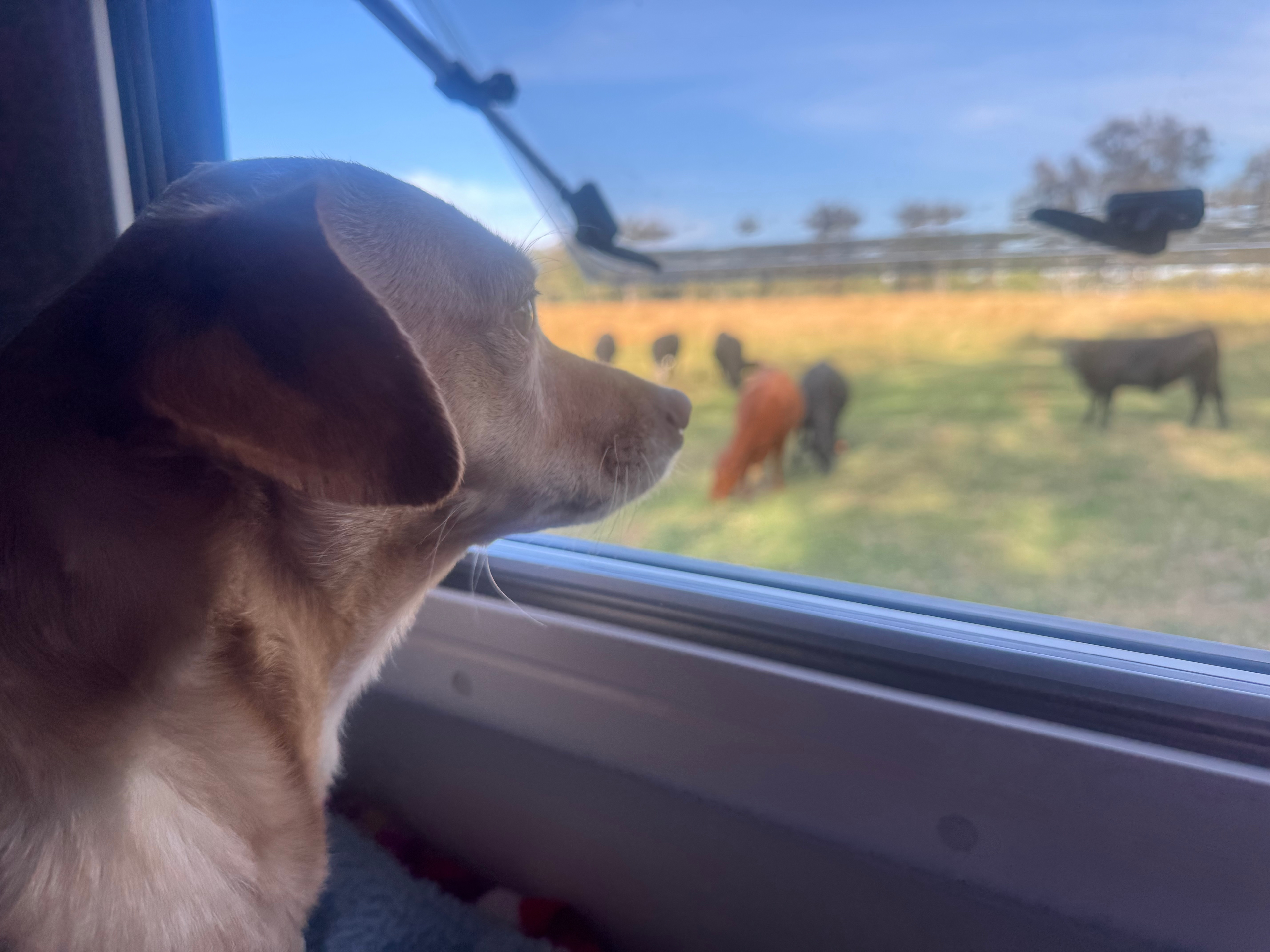 Dog's version of people watching🐶