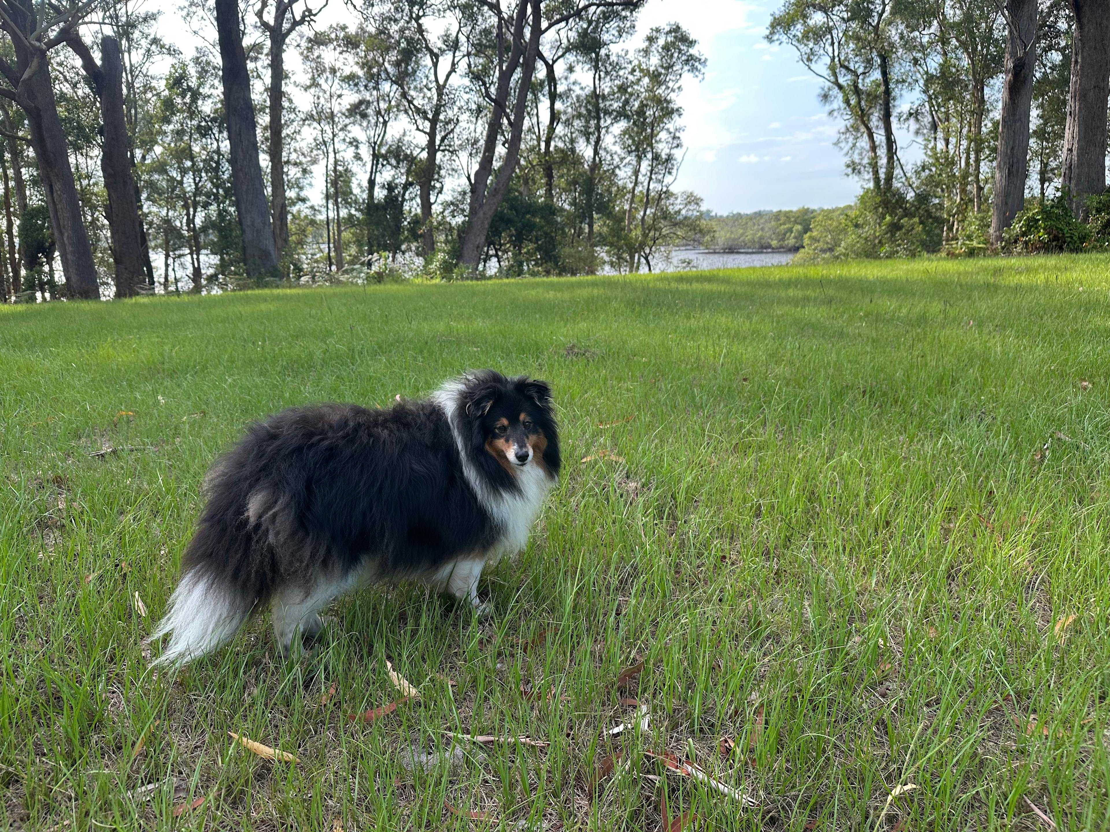 Shoreline Hobby Farm
