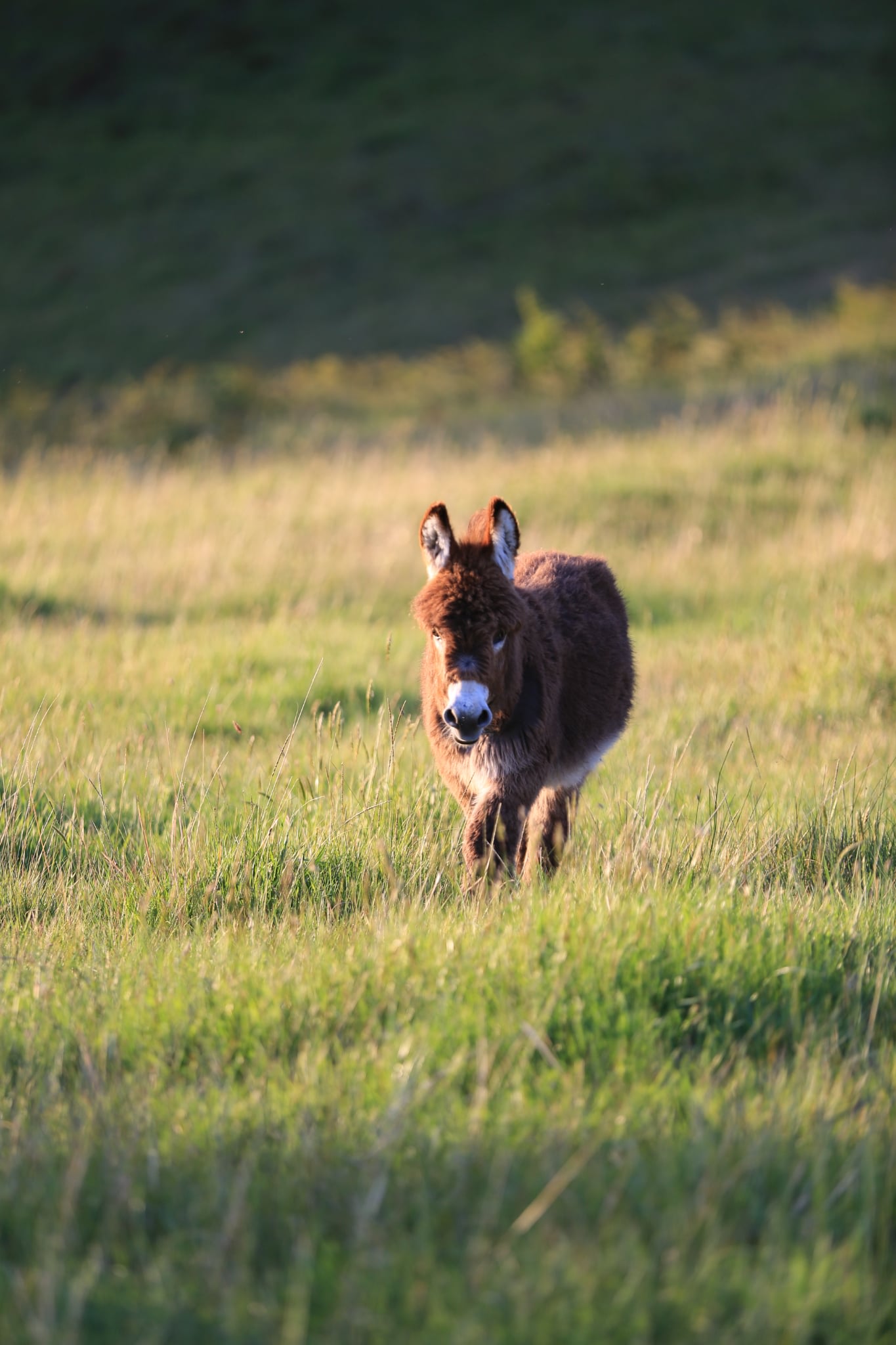 Harvest Log Cabin - Farm Stay