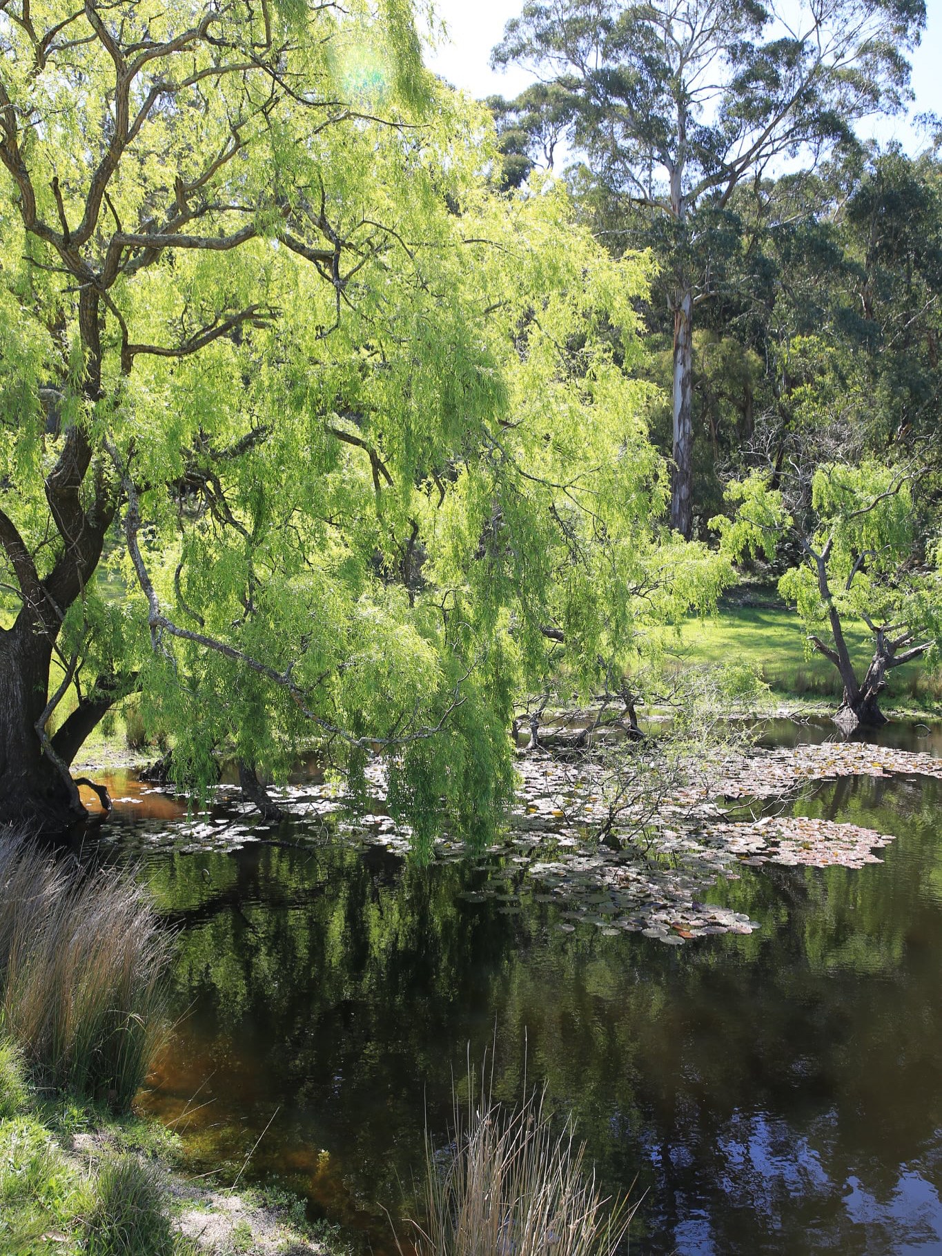 Harvest Log Cabin - Farm Stay