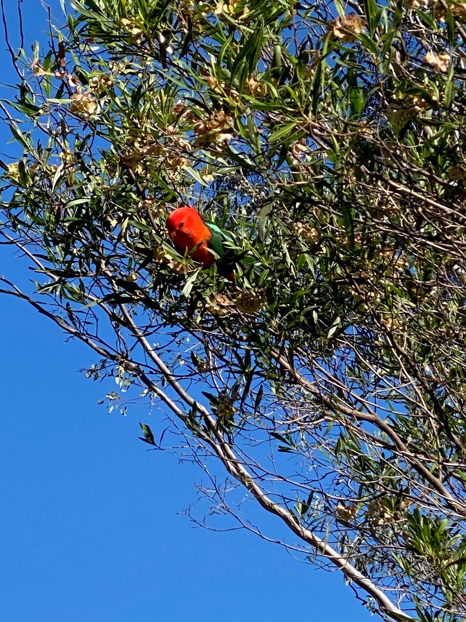 King parrot