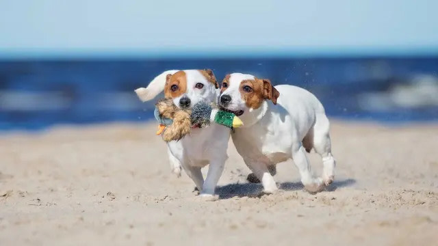 Ingenia Holidays Causeway Lake