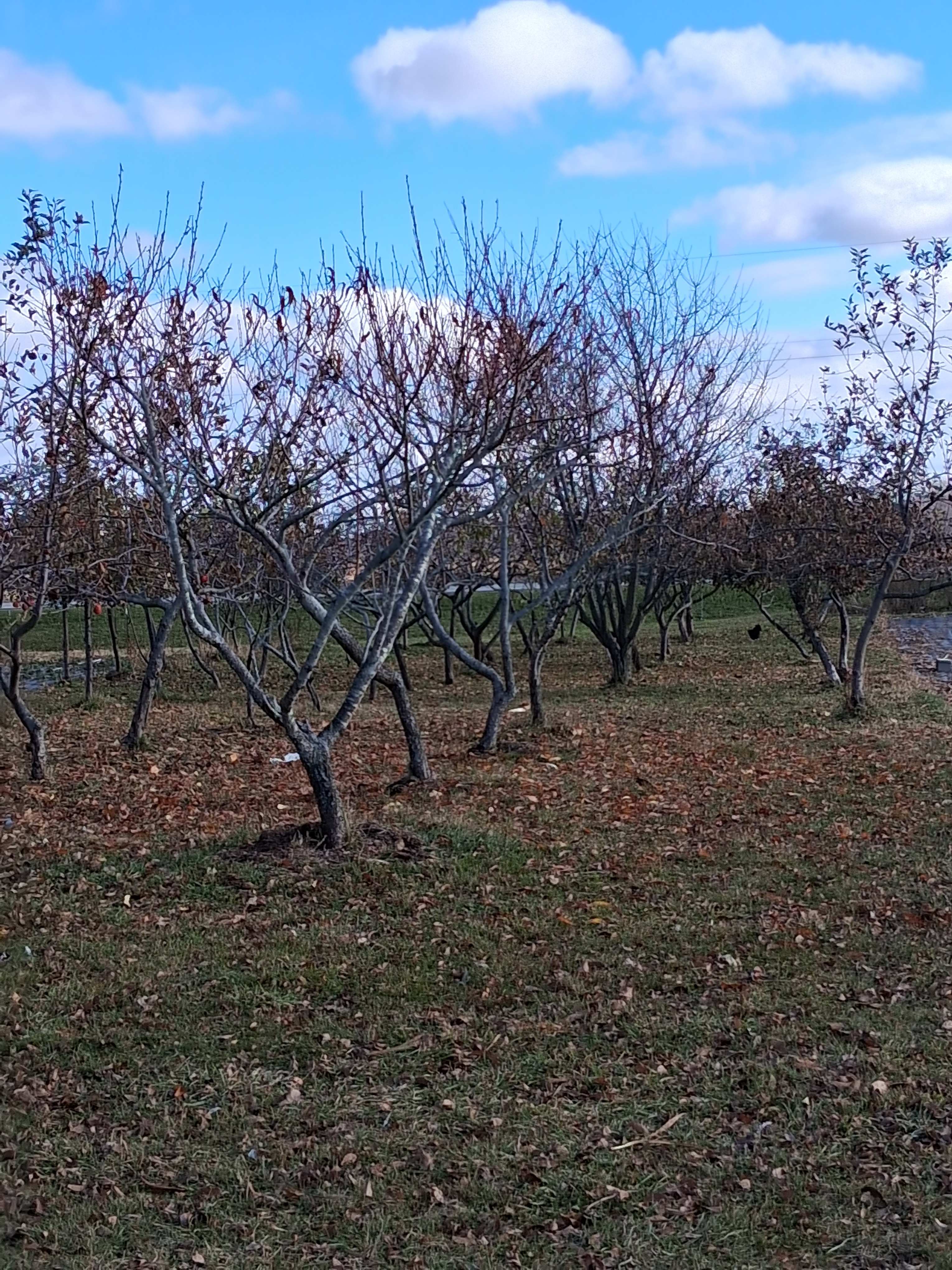 The Center of Michigan's Thumb