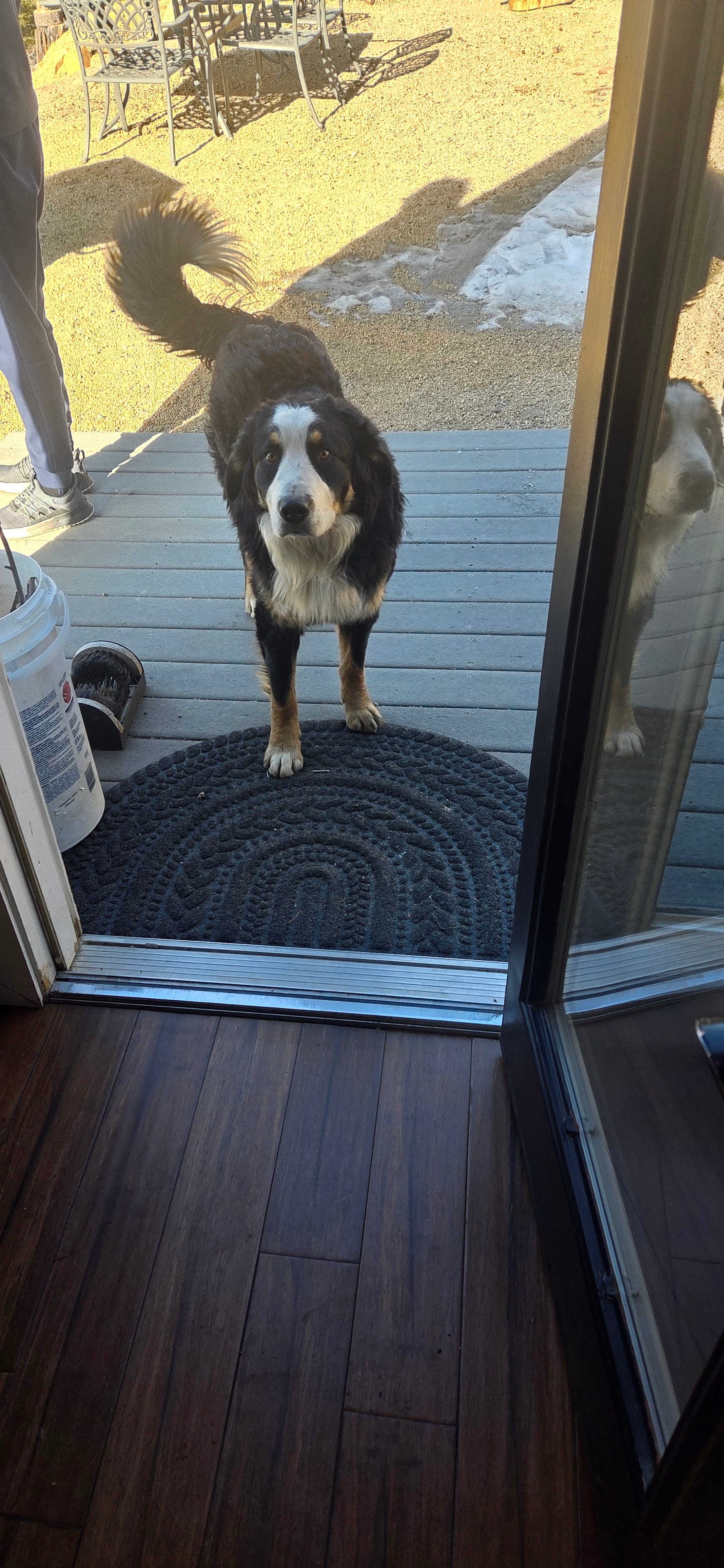 The Bluebear at Y Double-K Ranch