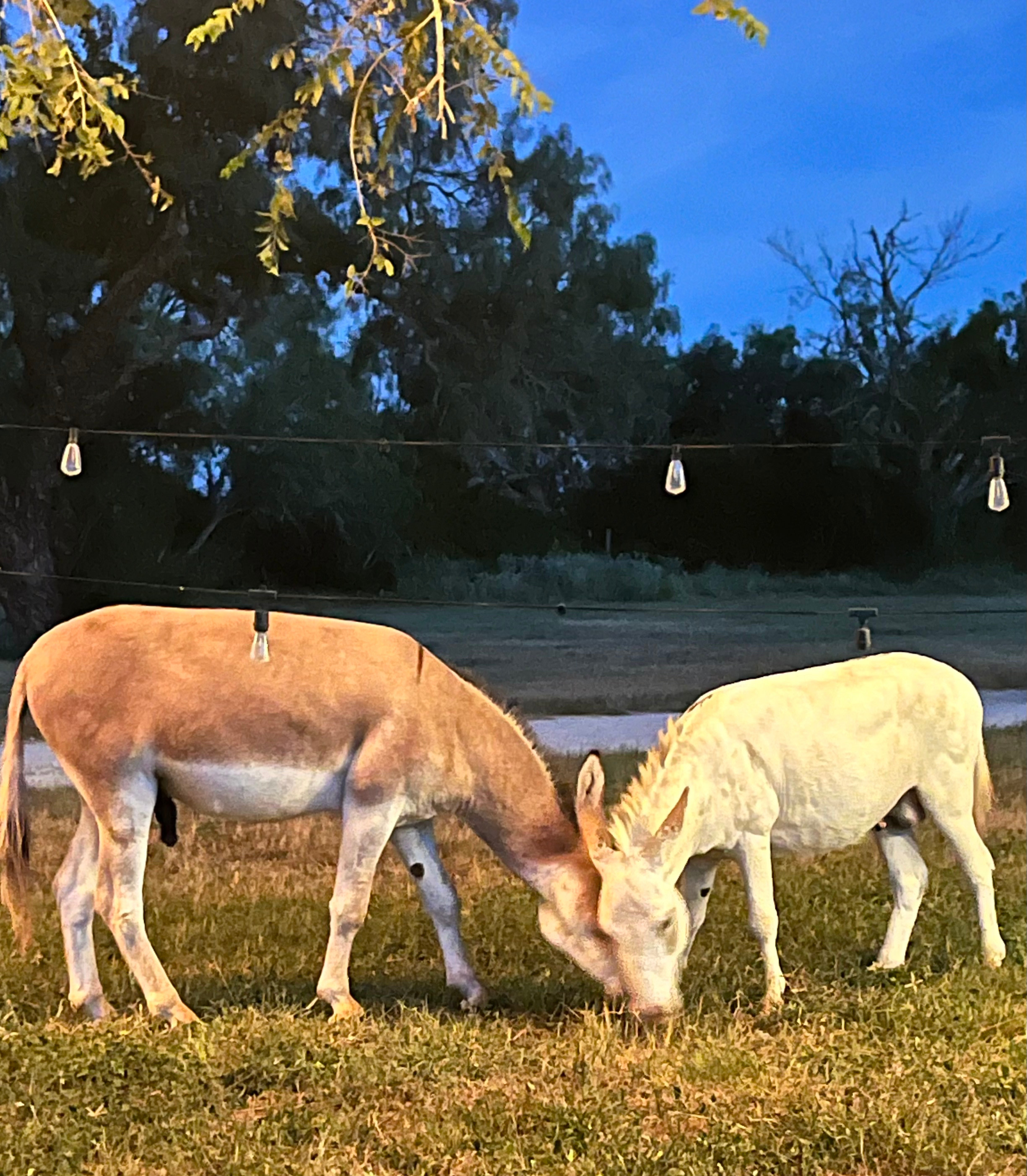 Miss Bee Haven Ranch