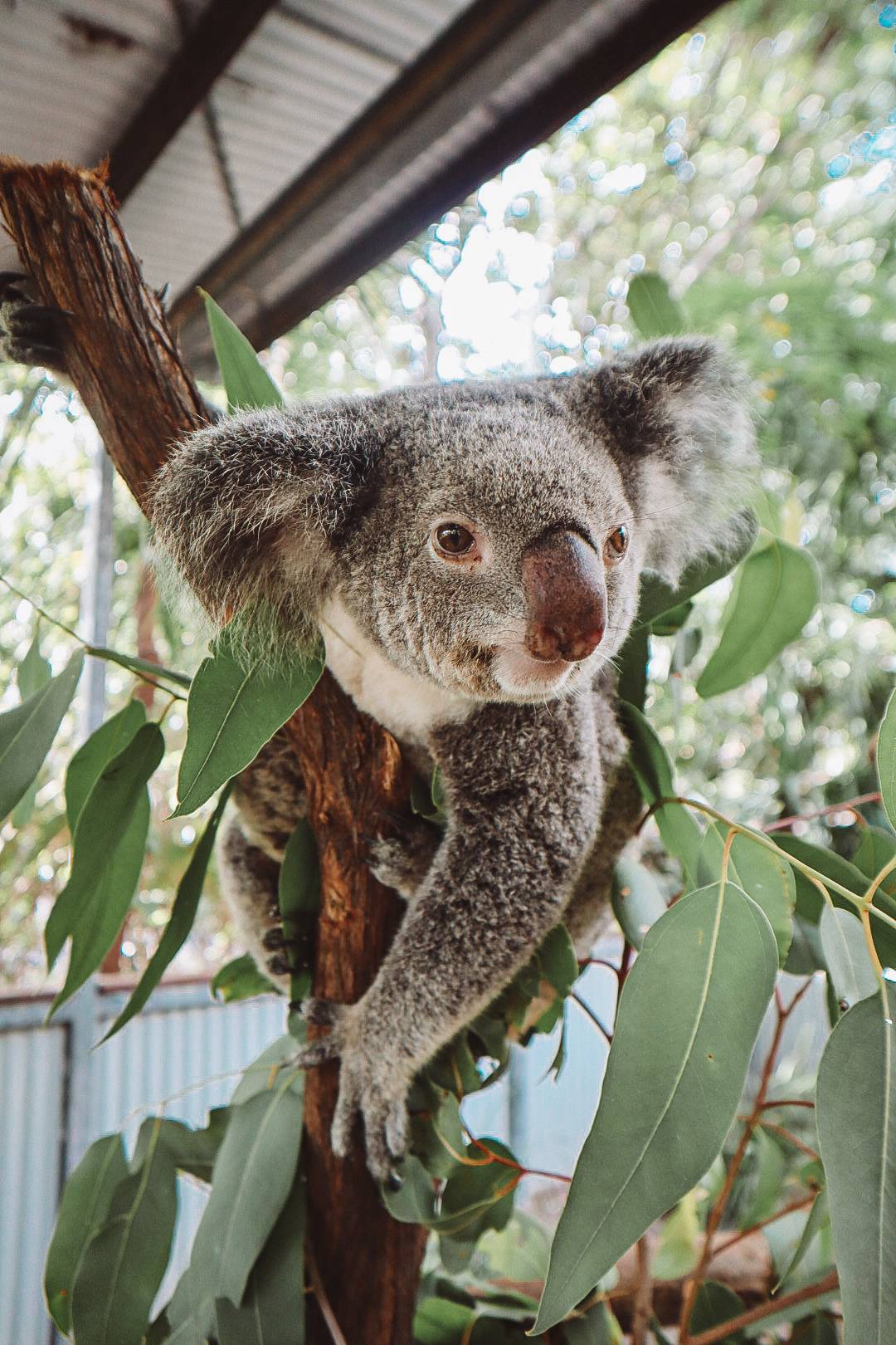 Bounce Magnetic Island