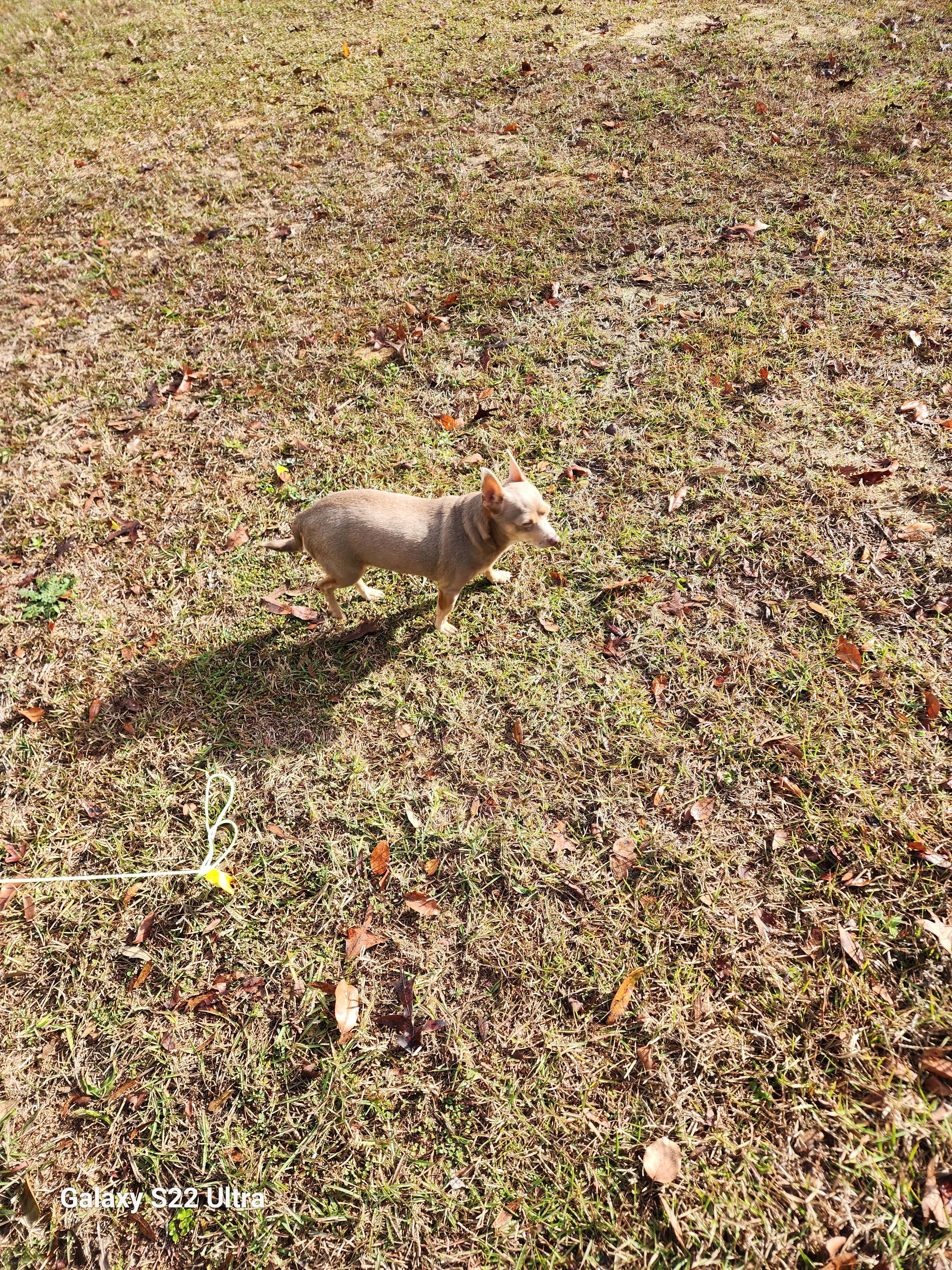 Rosy.  Dogs welcome here.