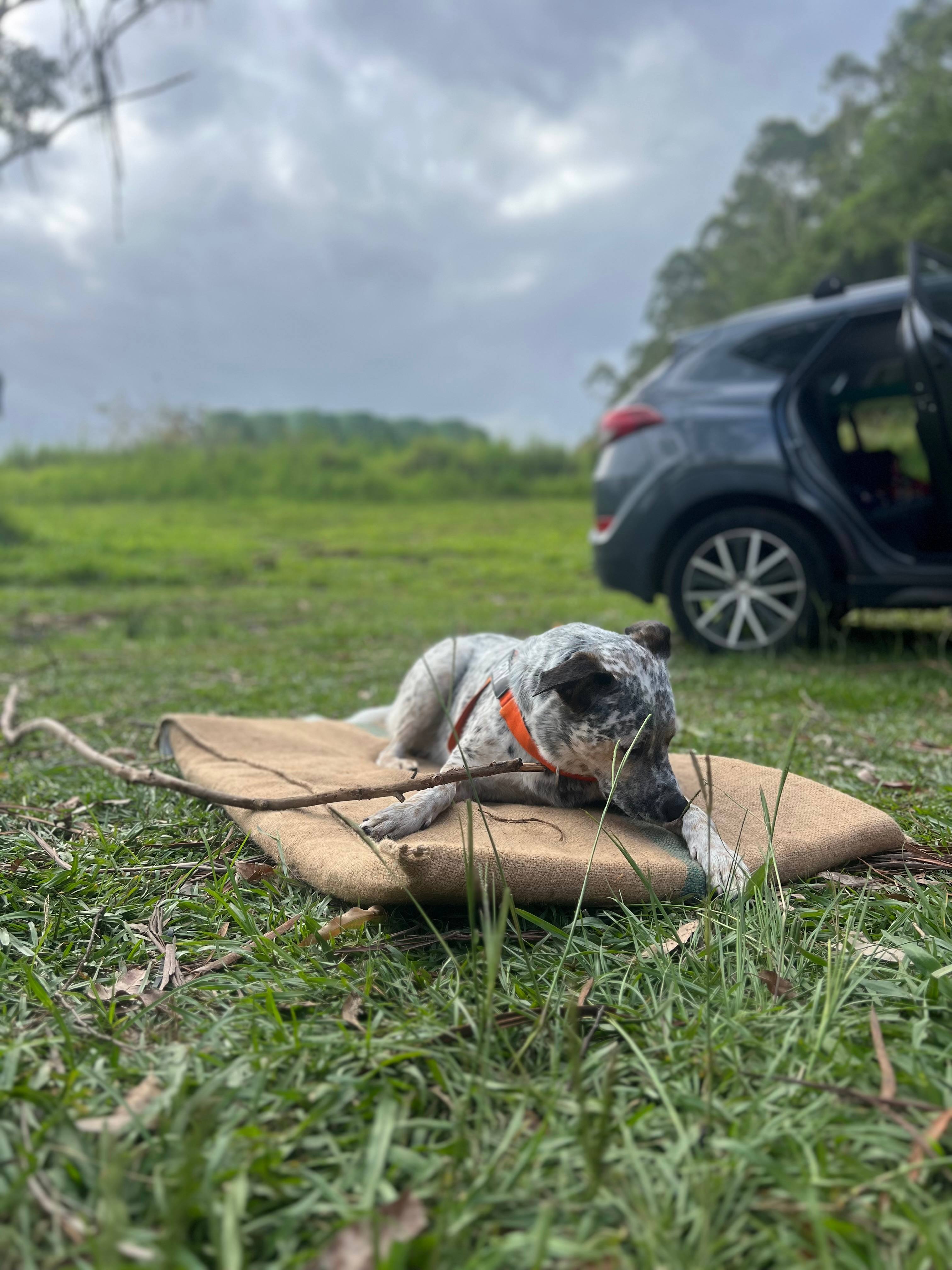 Levenvale Farm in Bellingen
