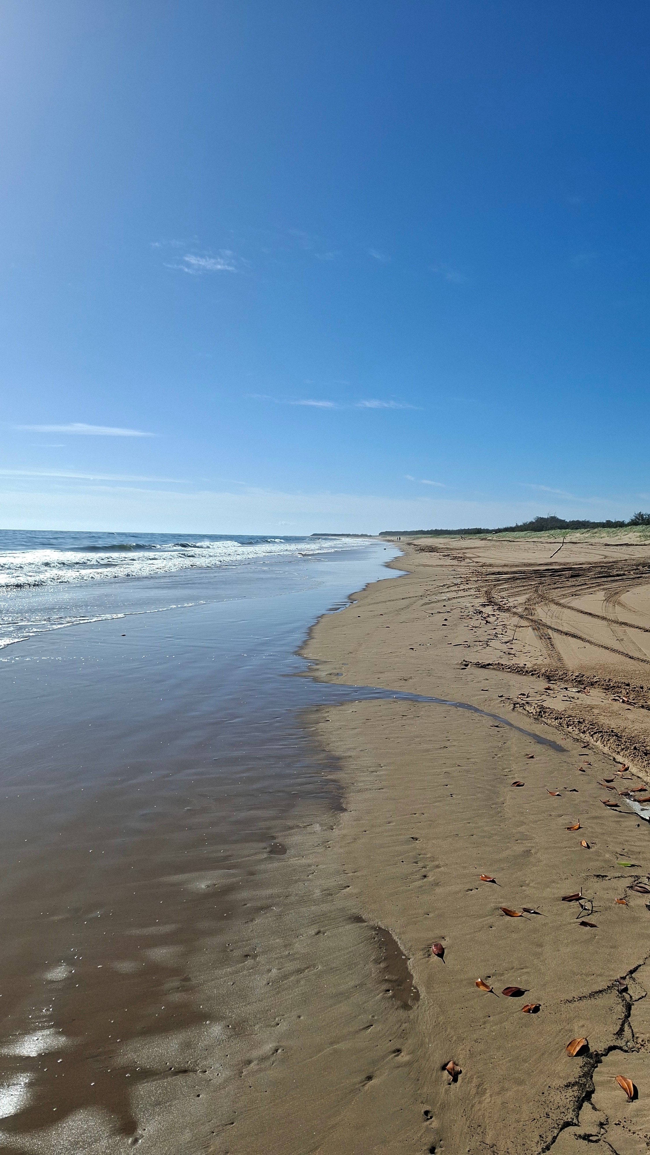 Rules Beach Turtles Bushcamp🐢