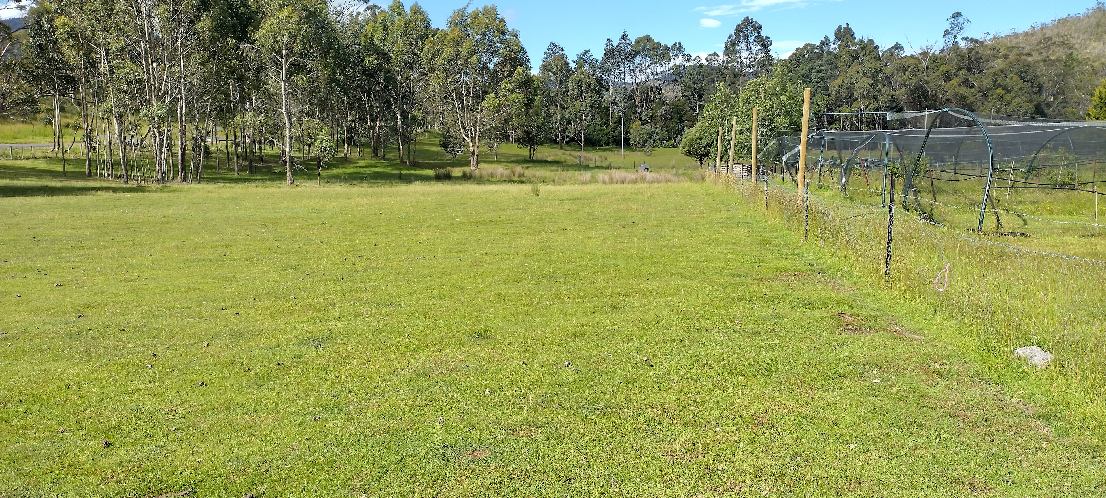 Haskaps of TAS camping