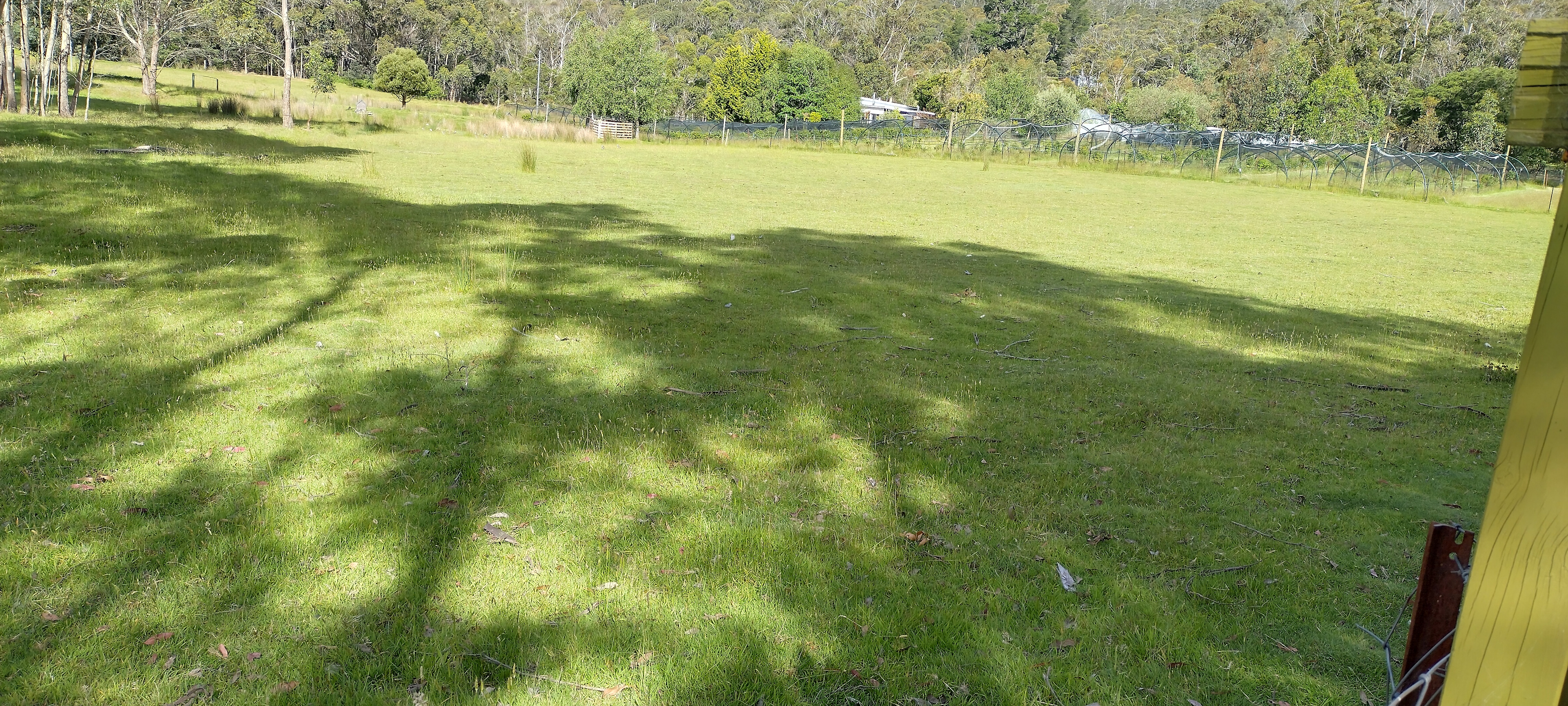 Haskaps of TAS camping