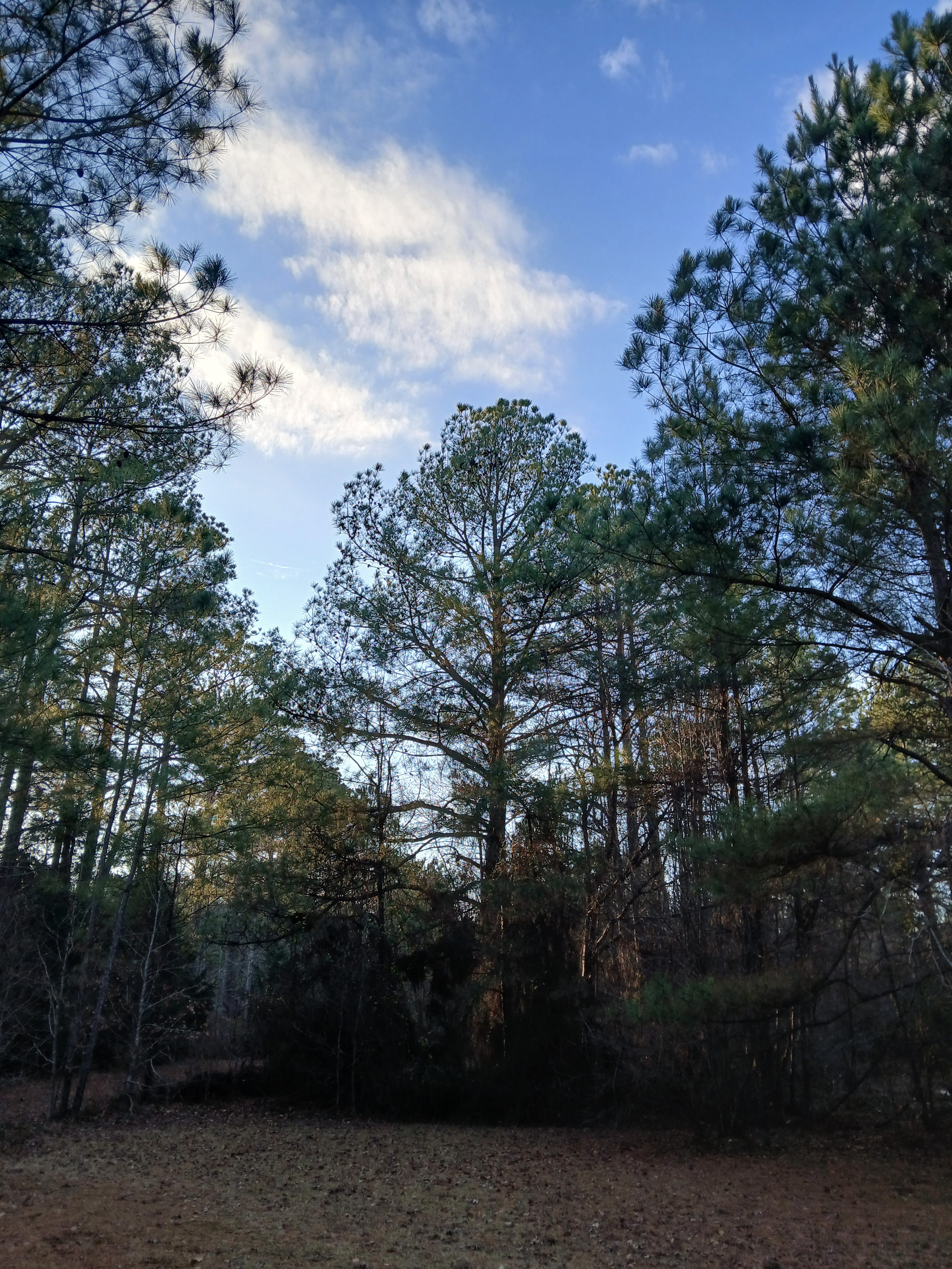 Open Night Sky at Longview
