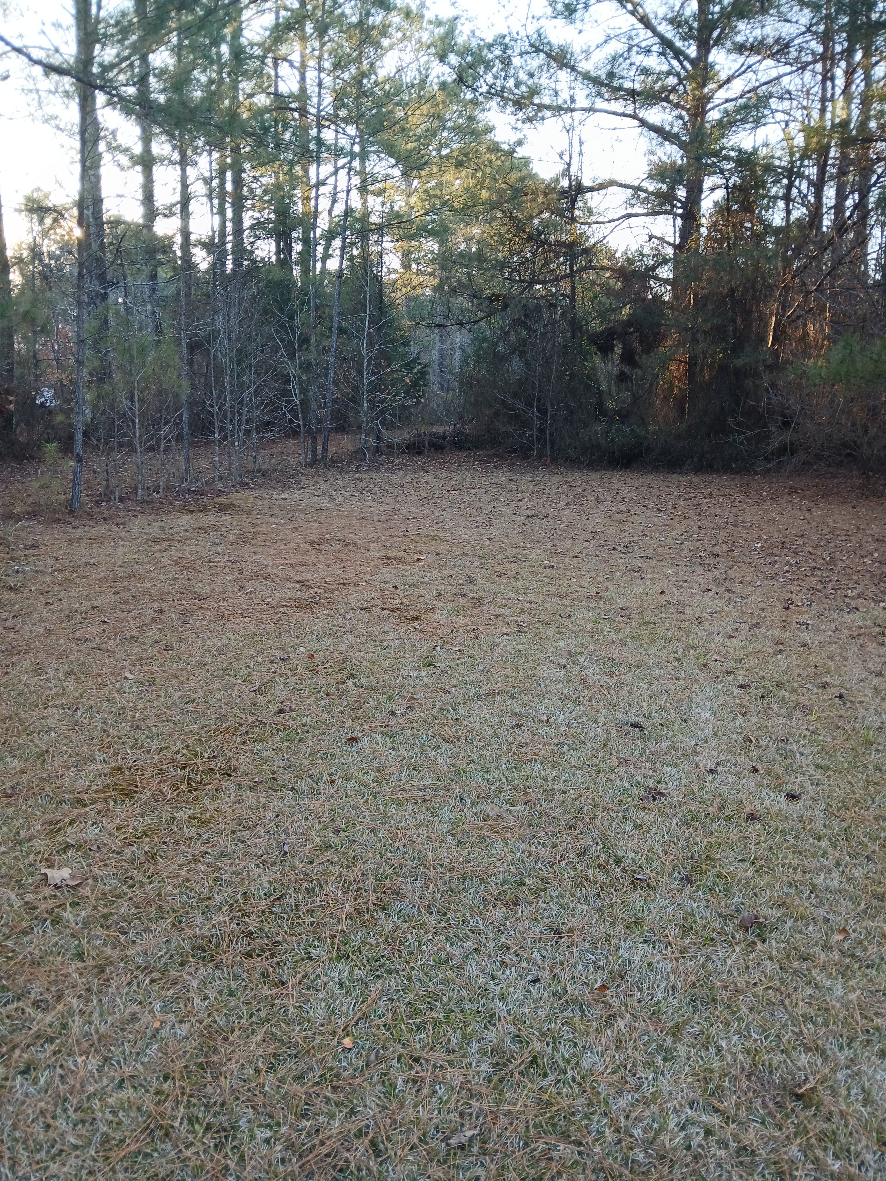 Open Night Sky at Longview