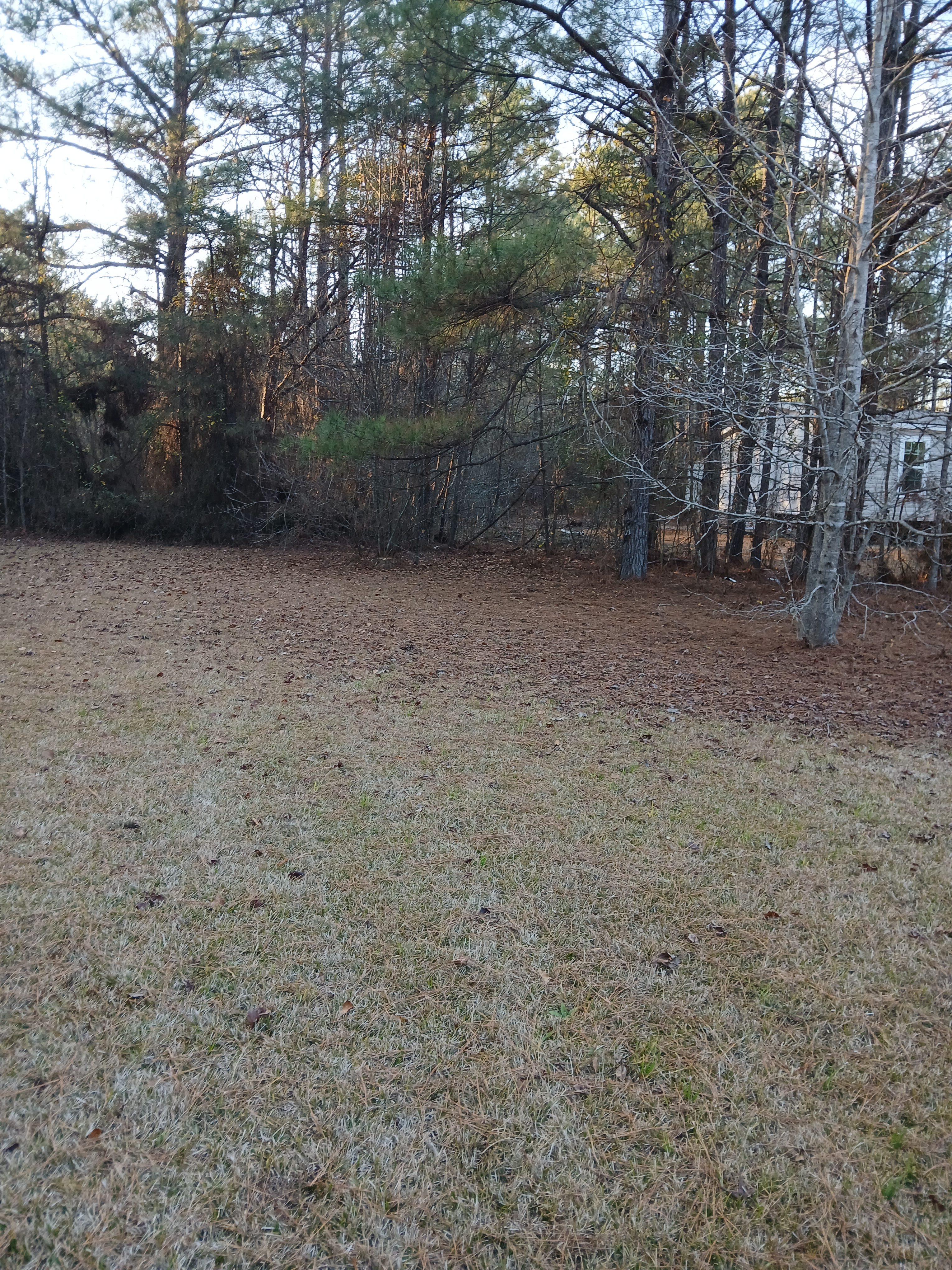 Open Night Sky at Longview