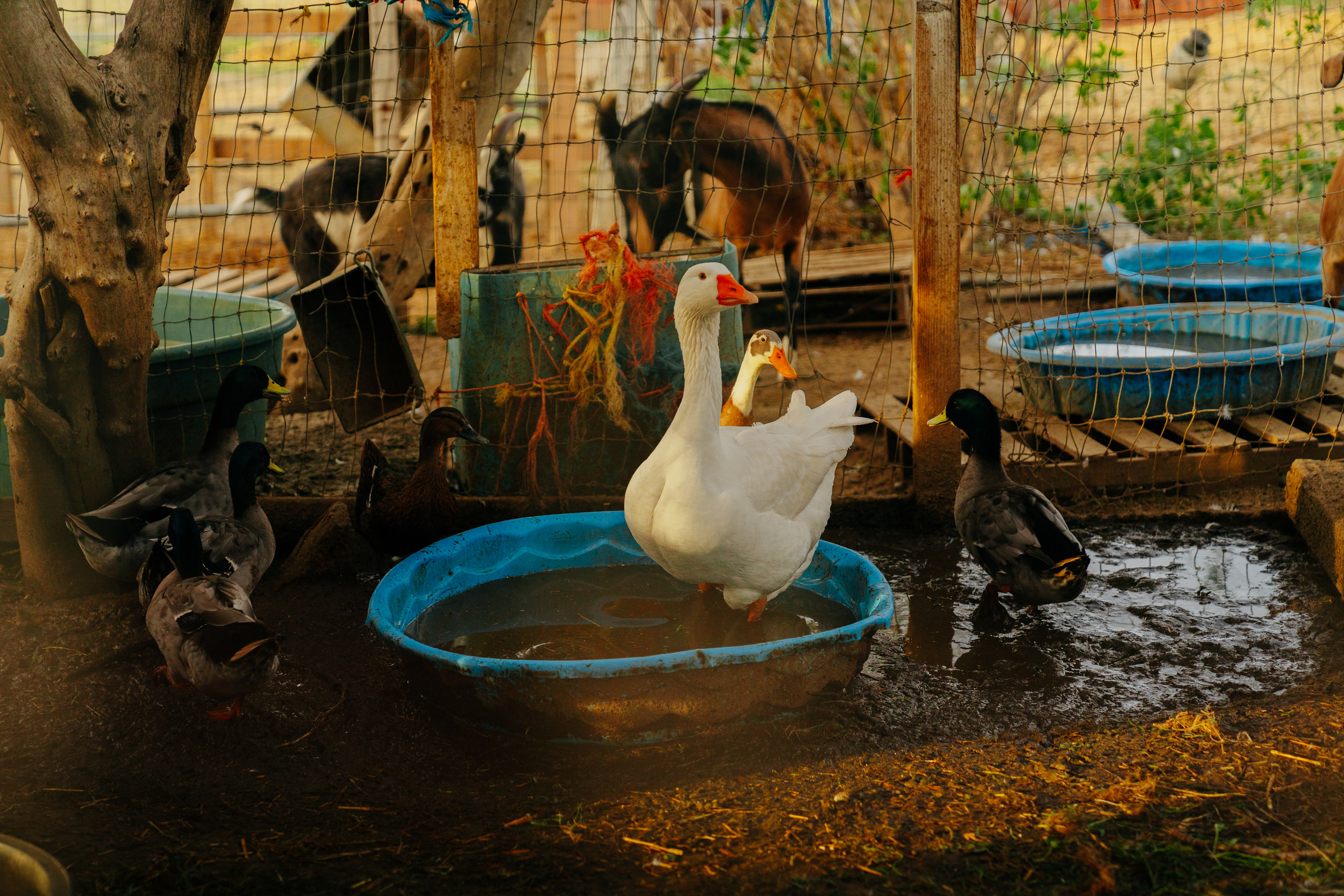 Back Acre Hills Farm