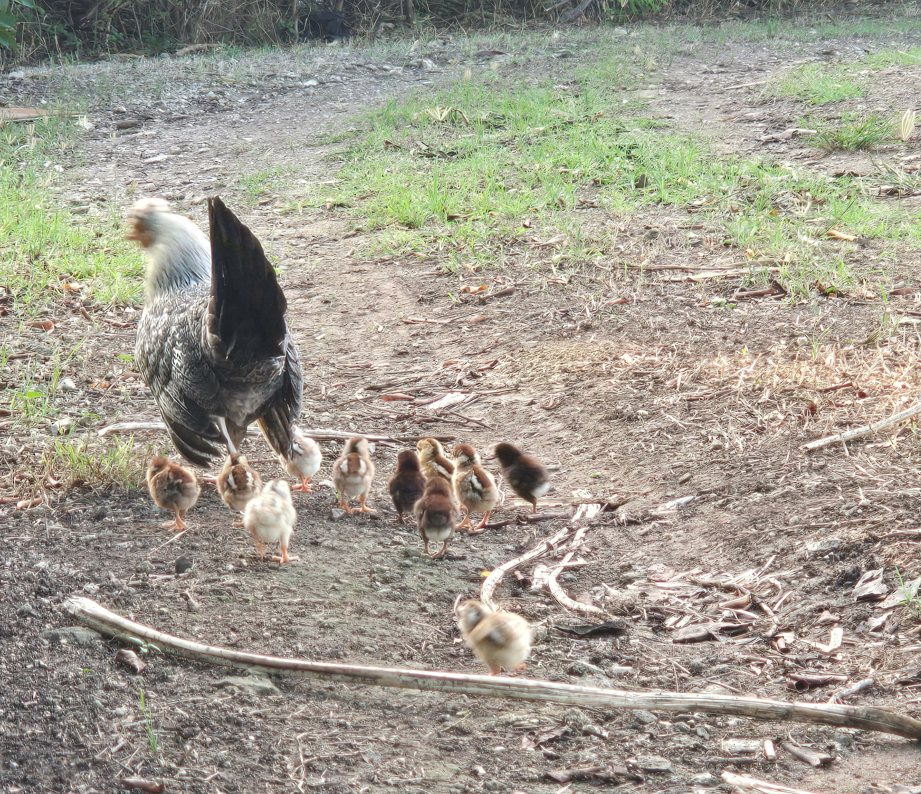 Aekon's Glamping Nest