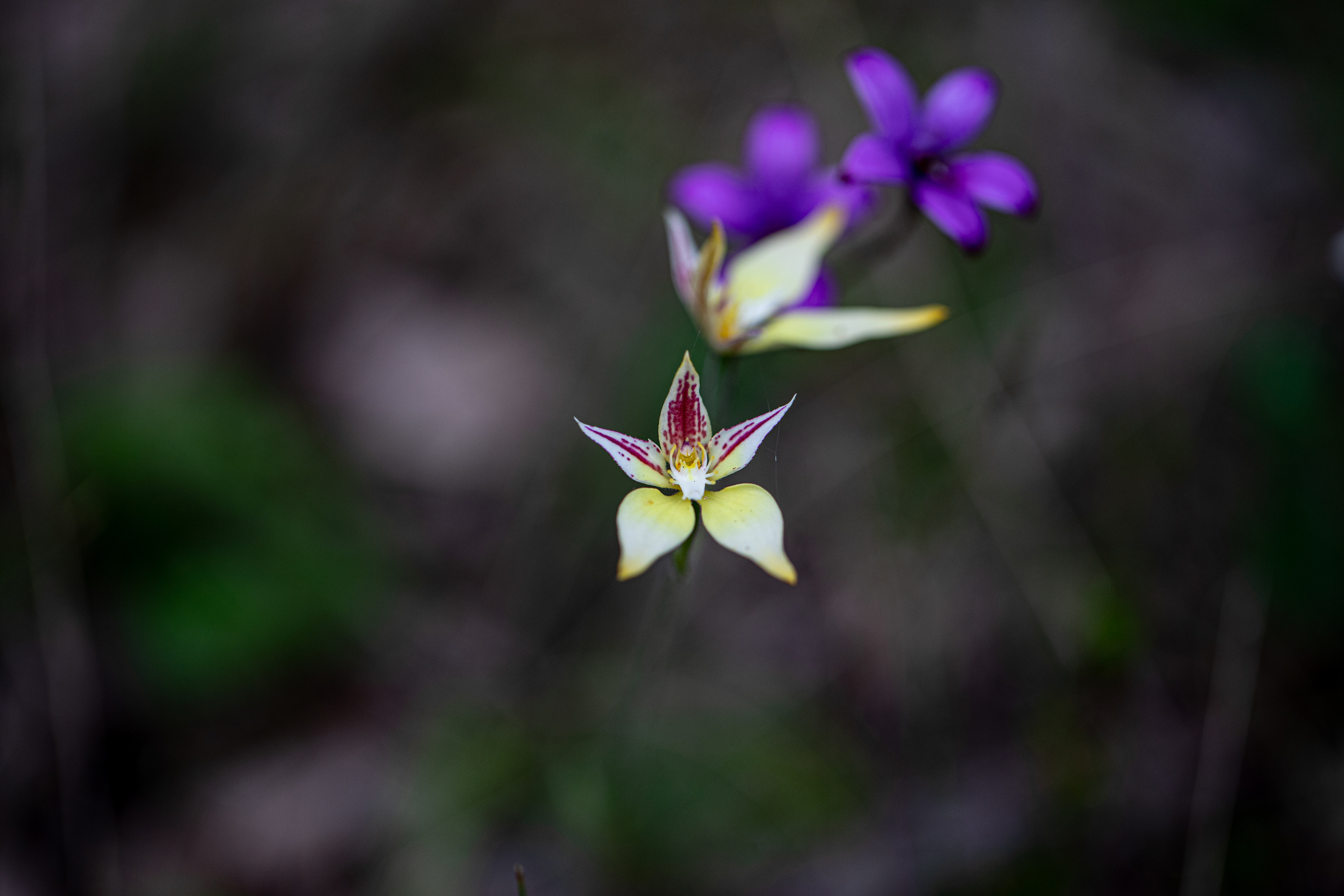 Cowslip (Caladenia flava) & Enamel Orchids (best times to see are in Spring)