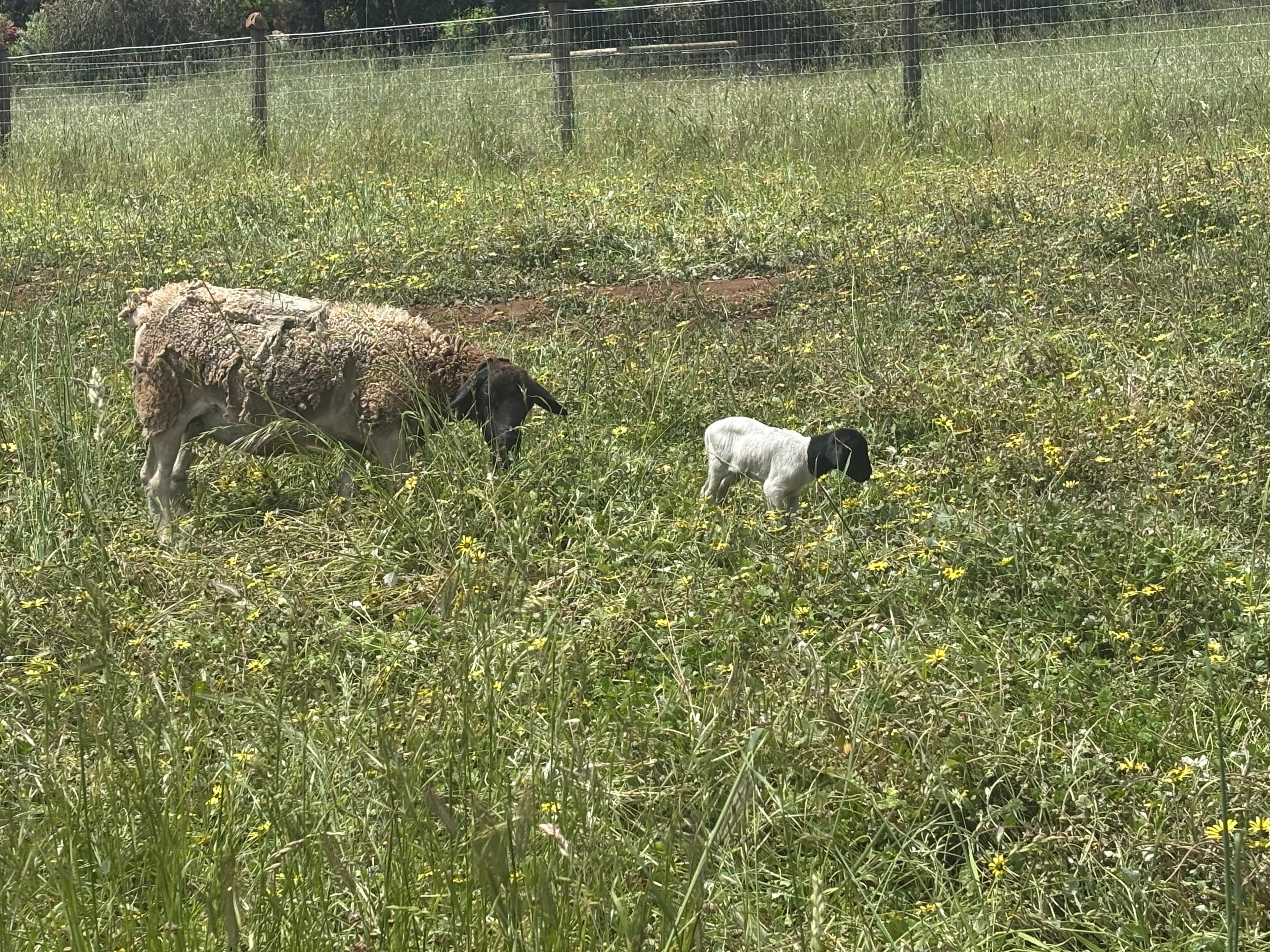 7 sheep and 2 lambs born this year