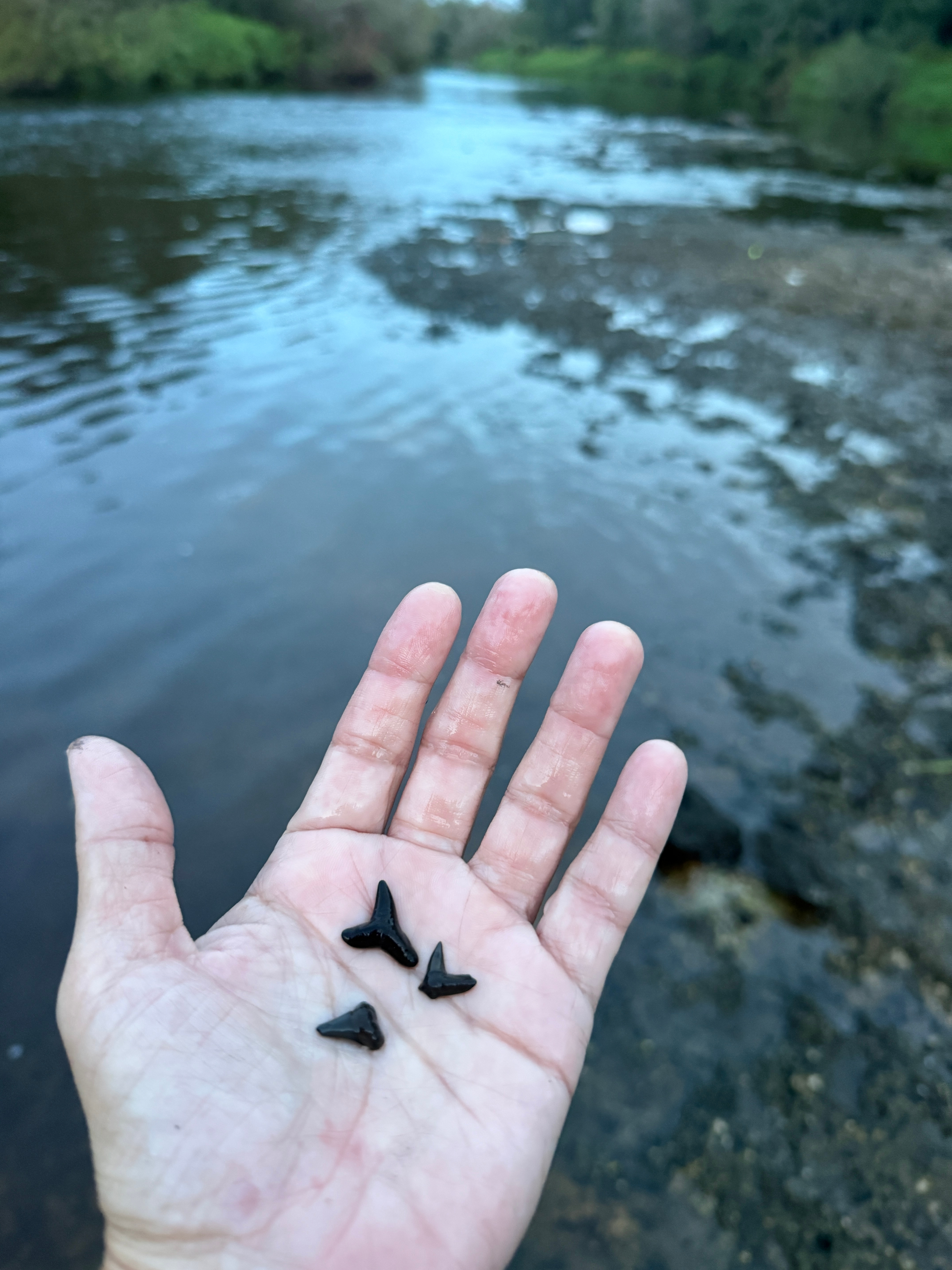Peace River Fossil Hideaway