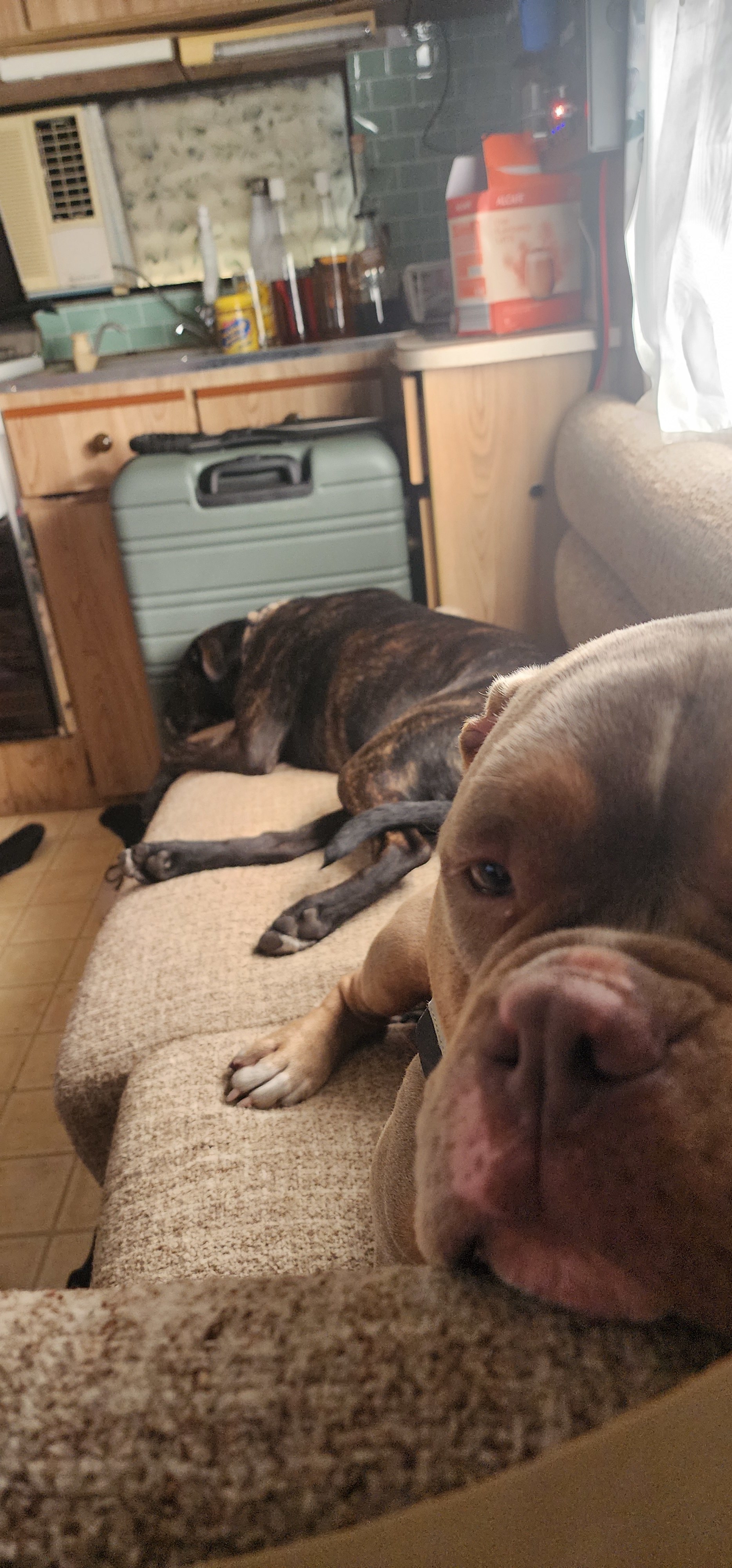 Delhuntie Park -Edens Canopy-