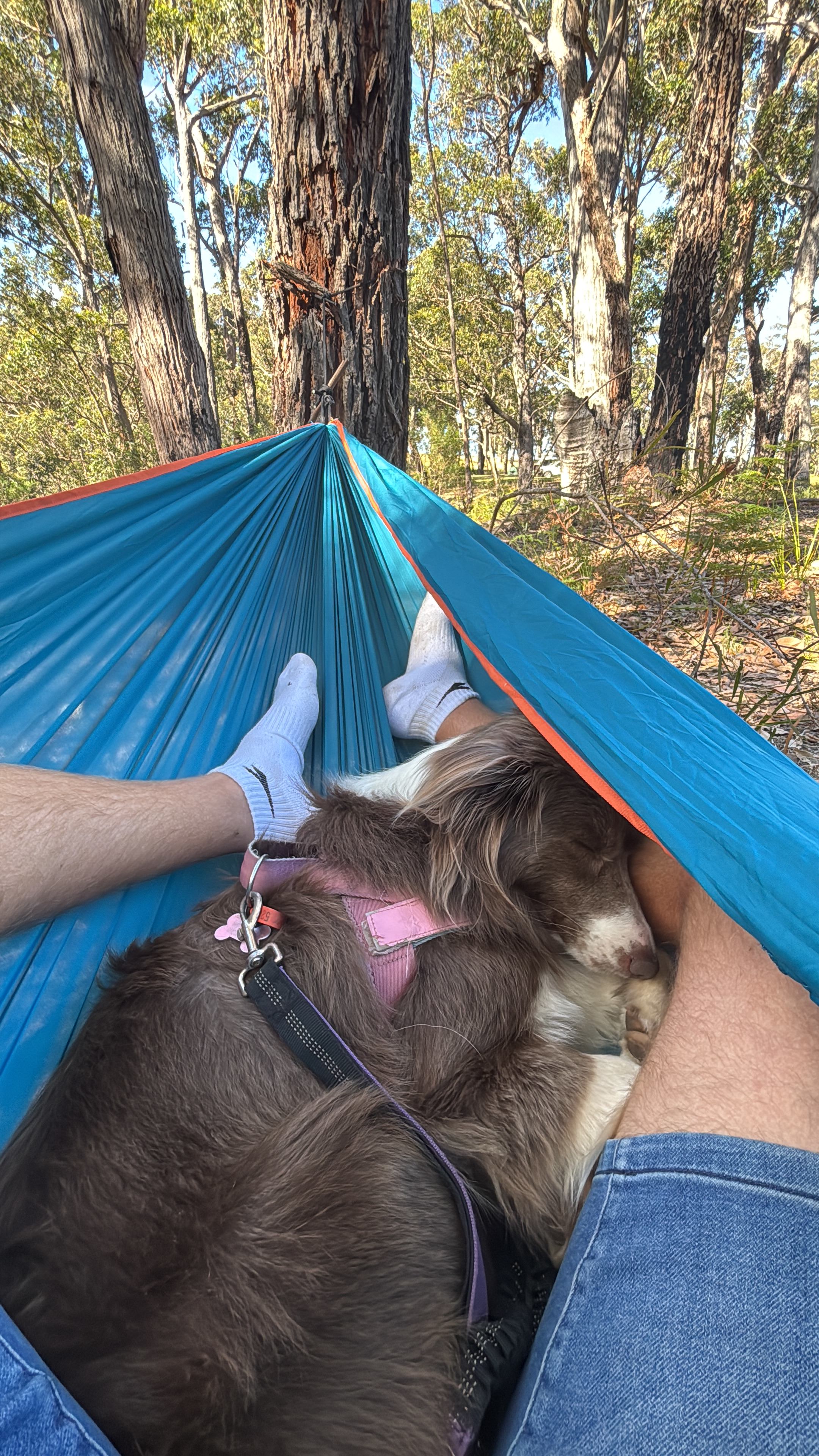 Secluded Konda Blueberry Farm