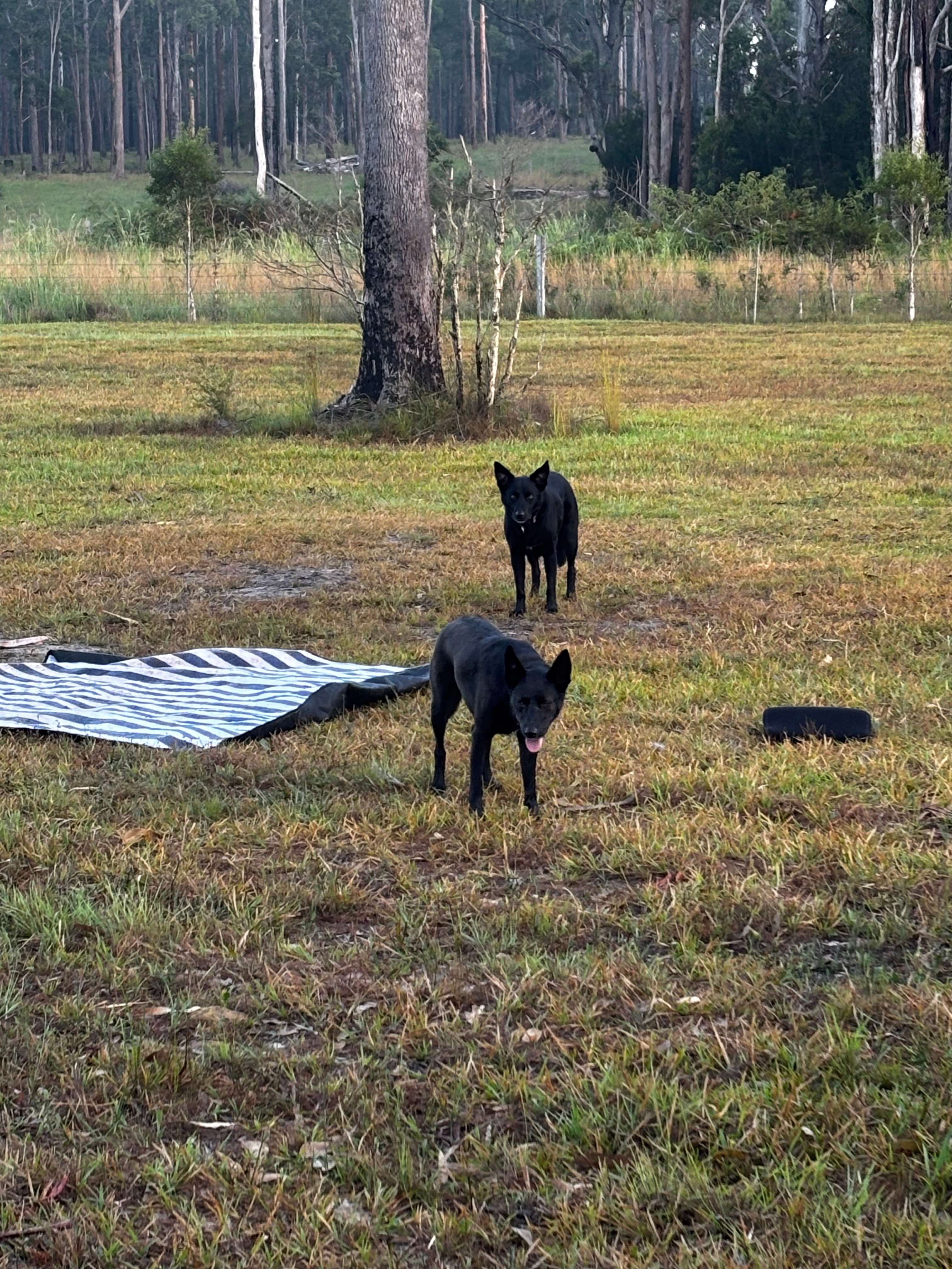 Pipe Dream Bush Camp - Dog Friendly
