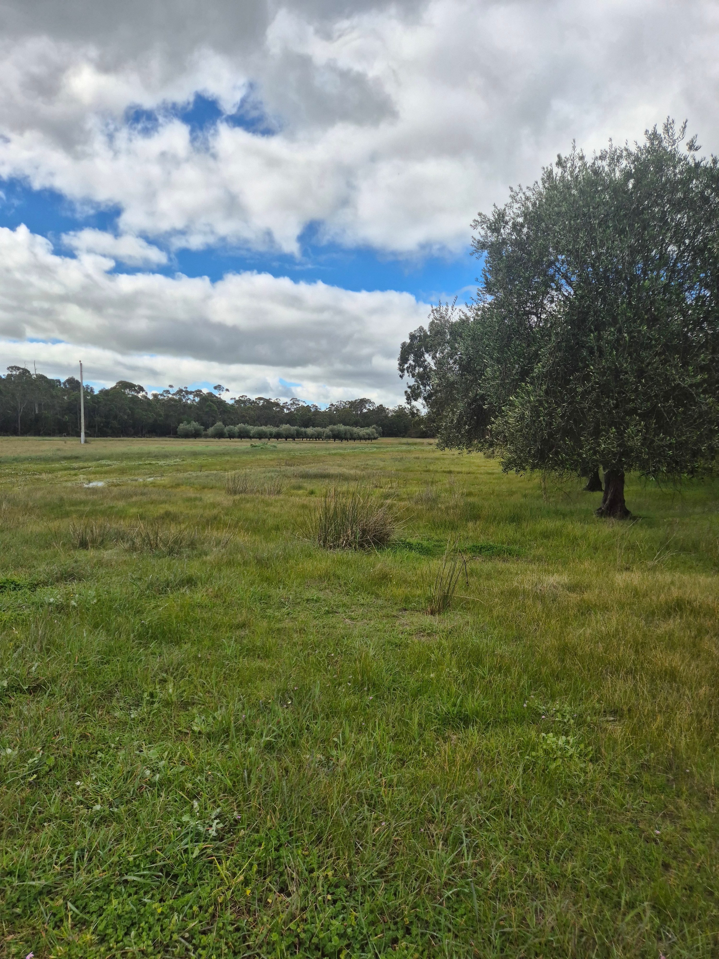 Springwood Olive Farm