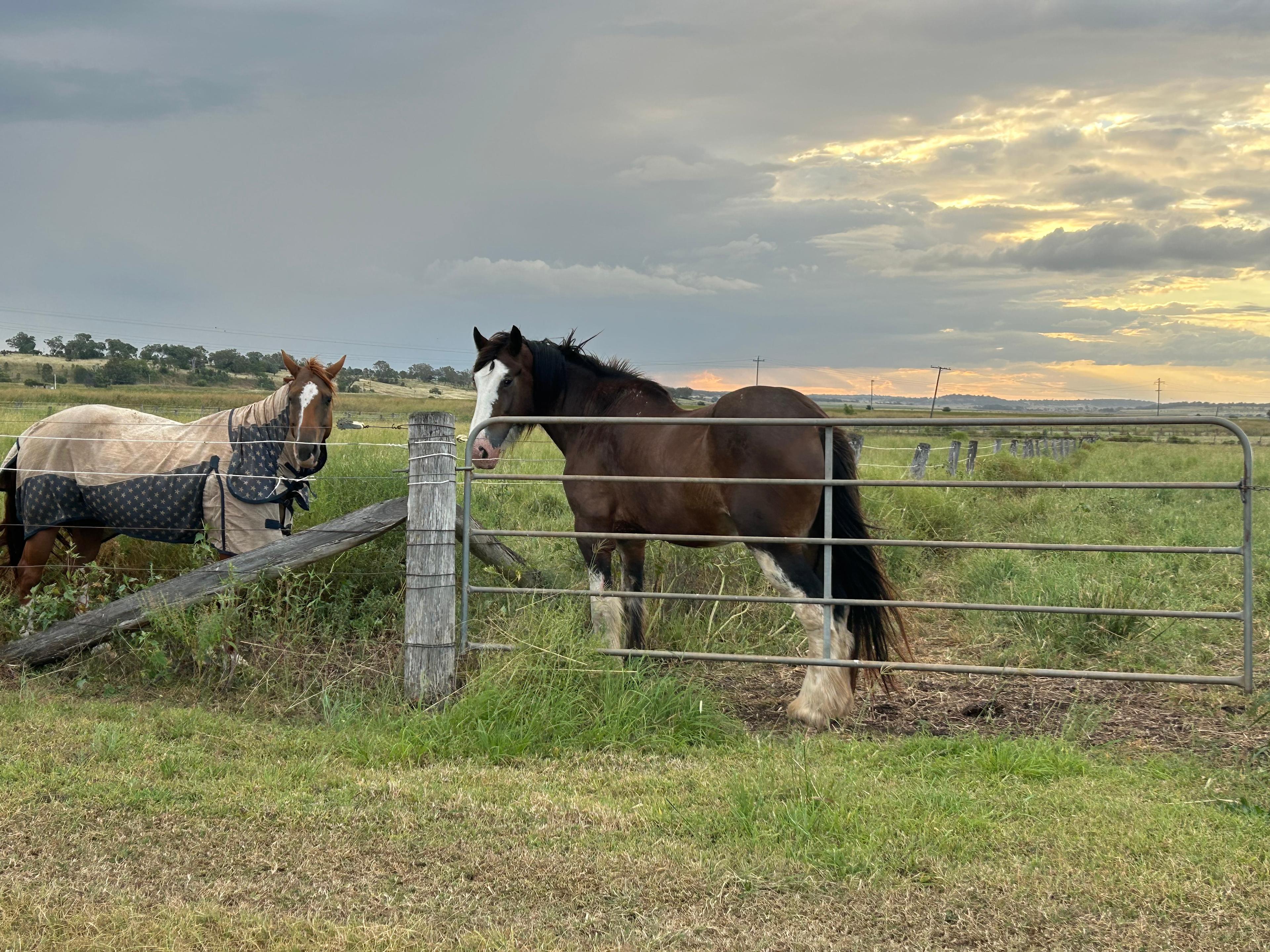Kingsthorpe Horse Paddock