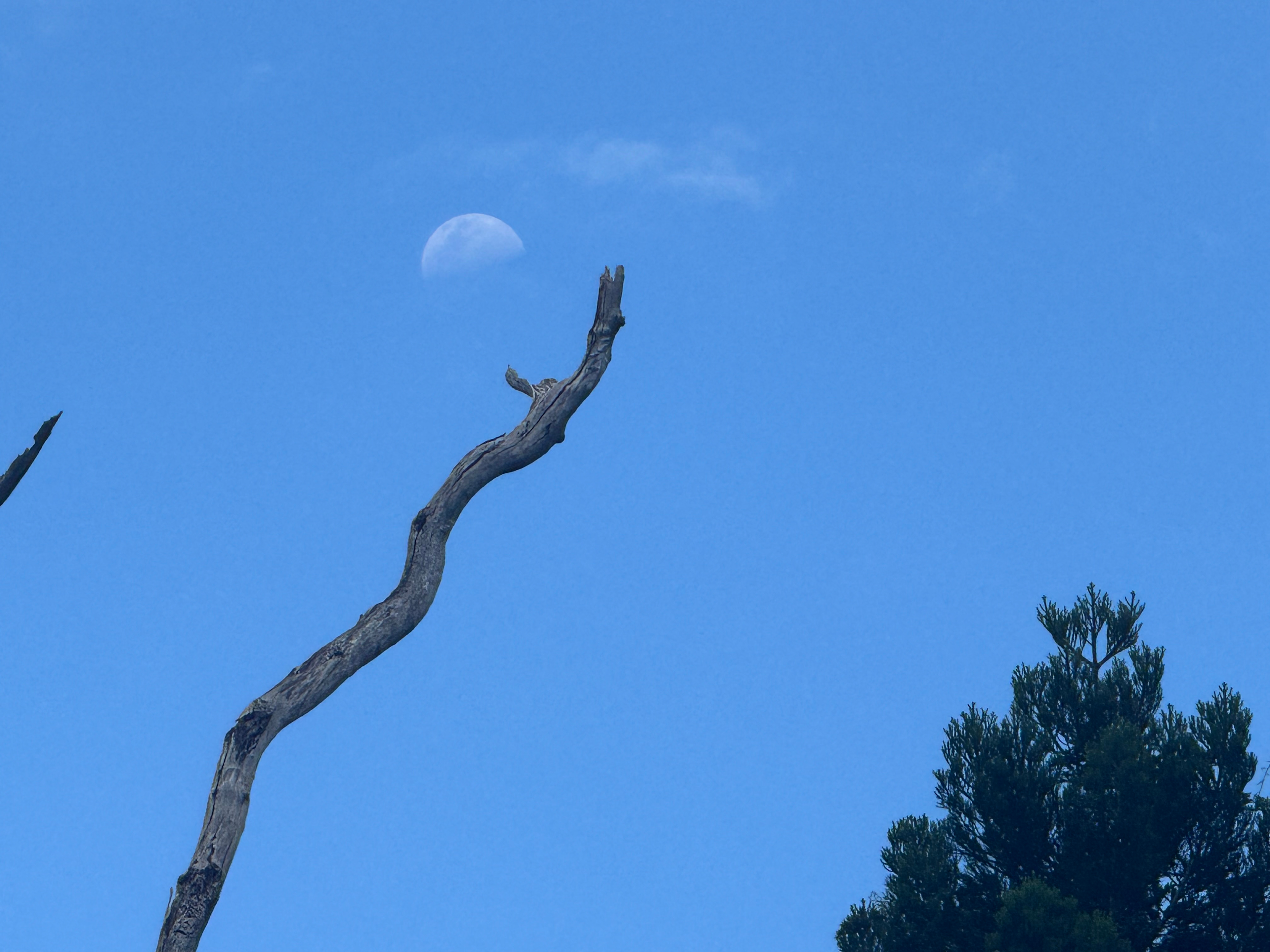 Creek Days at Roseberry