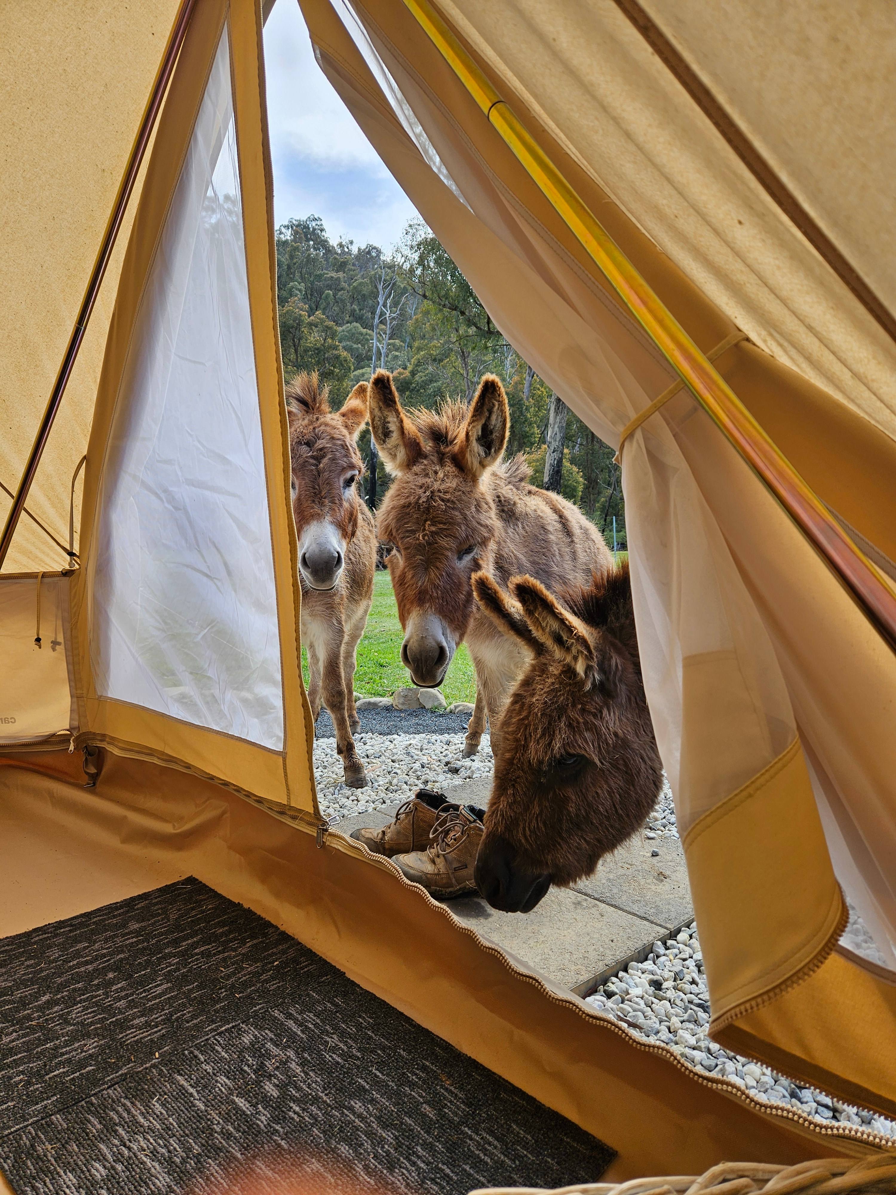 Stormyacres glamping experience