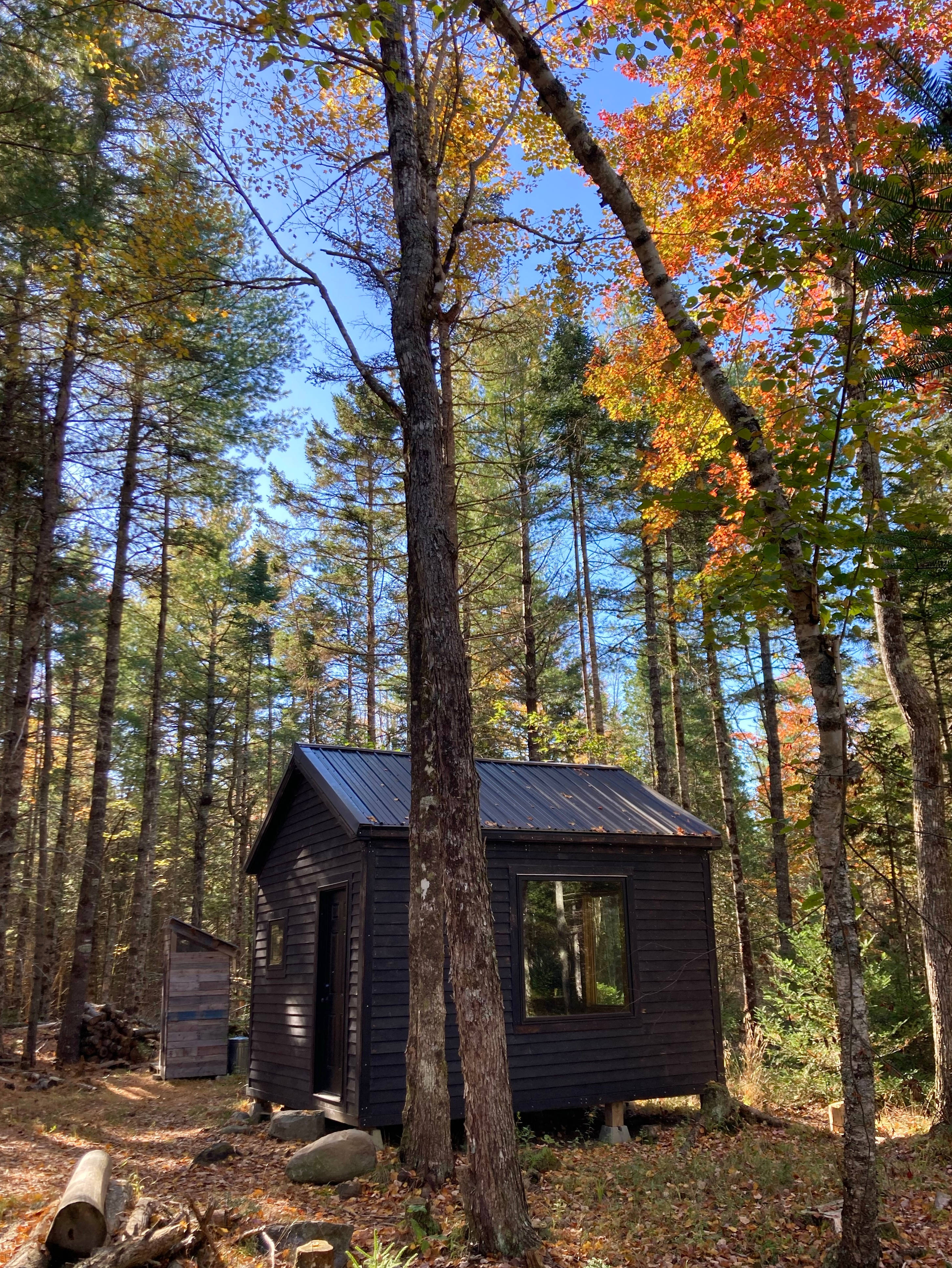 Mossy Forest by the Coast